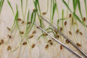 Was hat die EU zum Thema Gentechnik entschieden?