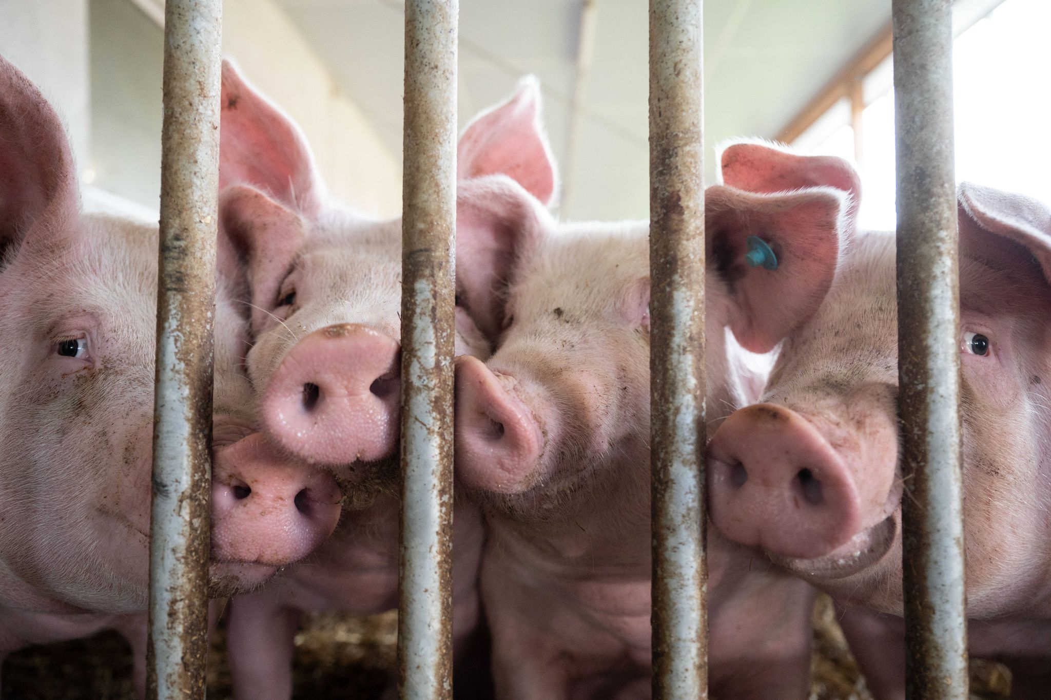 Briten importieren nach Tierseuche wieder deutsches Fleisch