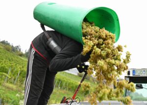Endgültige Schätzung: Kleinste Weinernte seit 15 Jahren