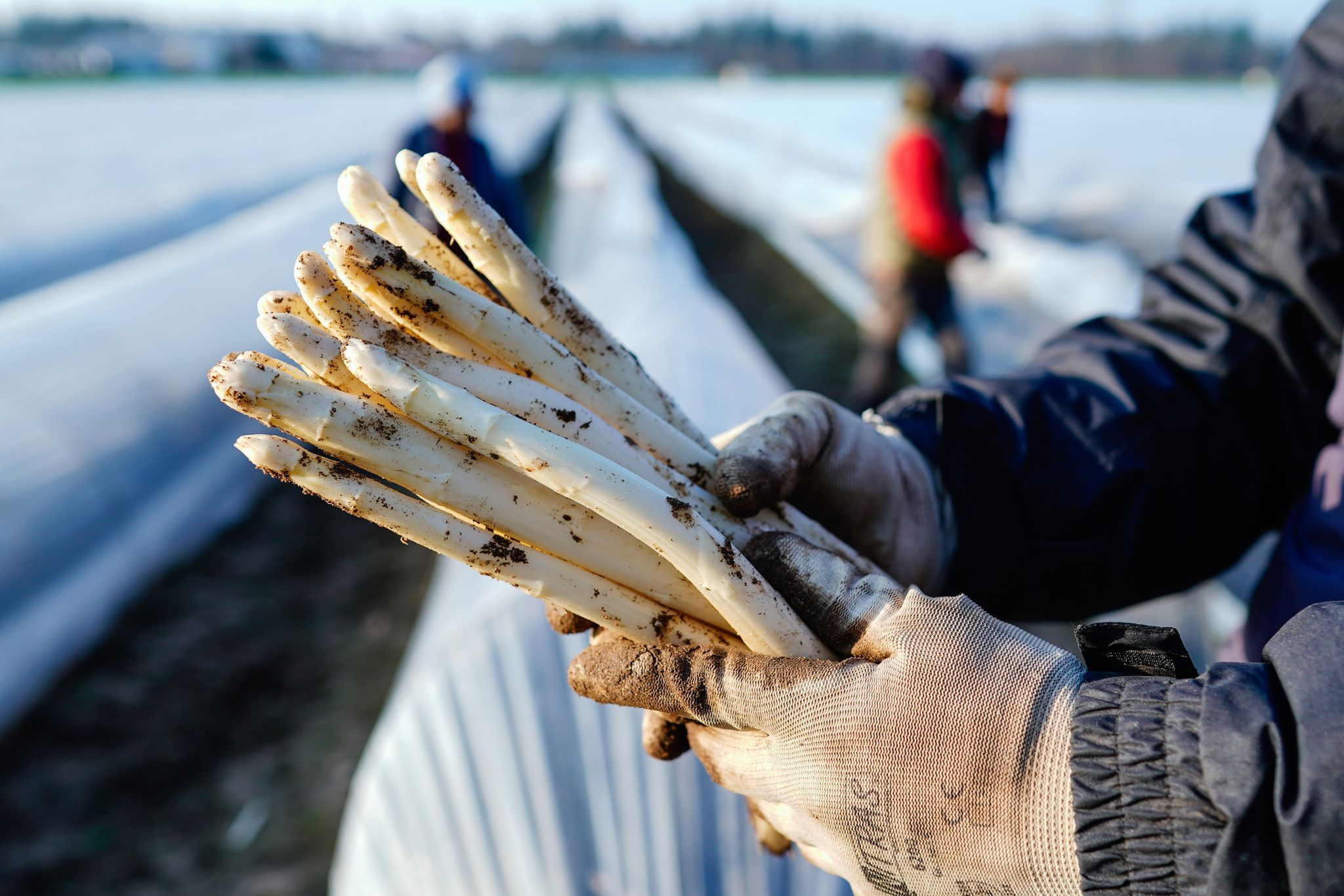 Jetzt können Verbraucher günstig Spargel kaufen