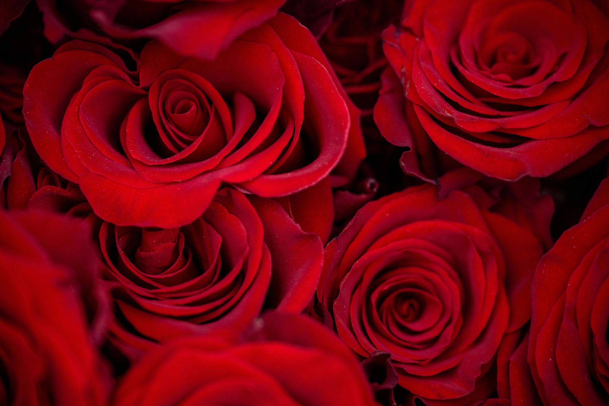 Zum Valentinstag wollen weniger Menschen Geschenke kaufen