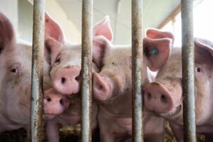Stopp für Extra-Förderung zum Umbau von Schweineställen