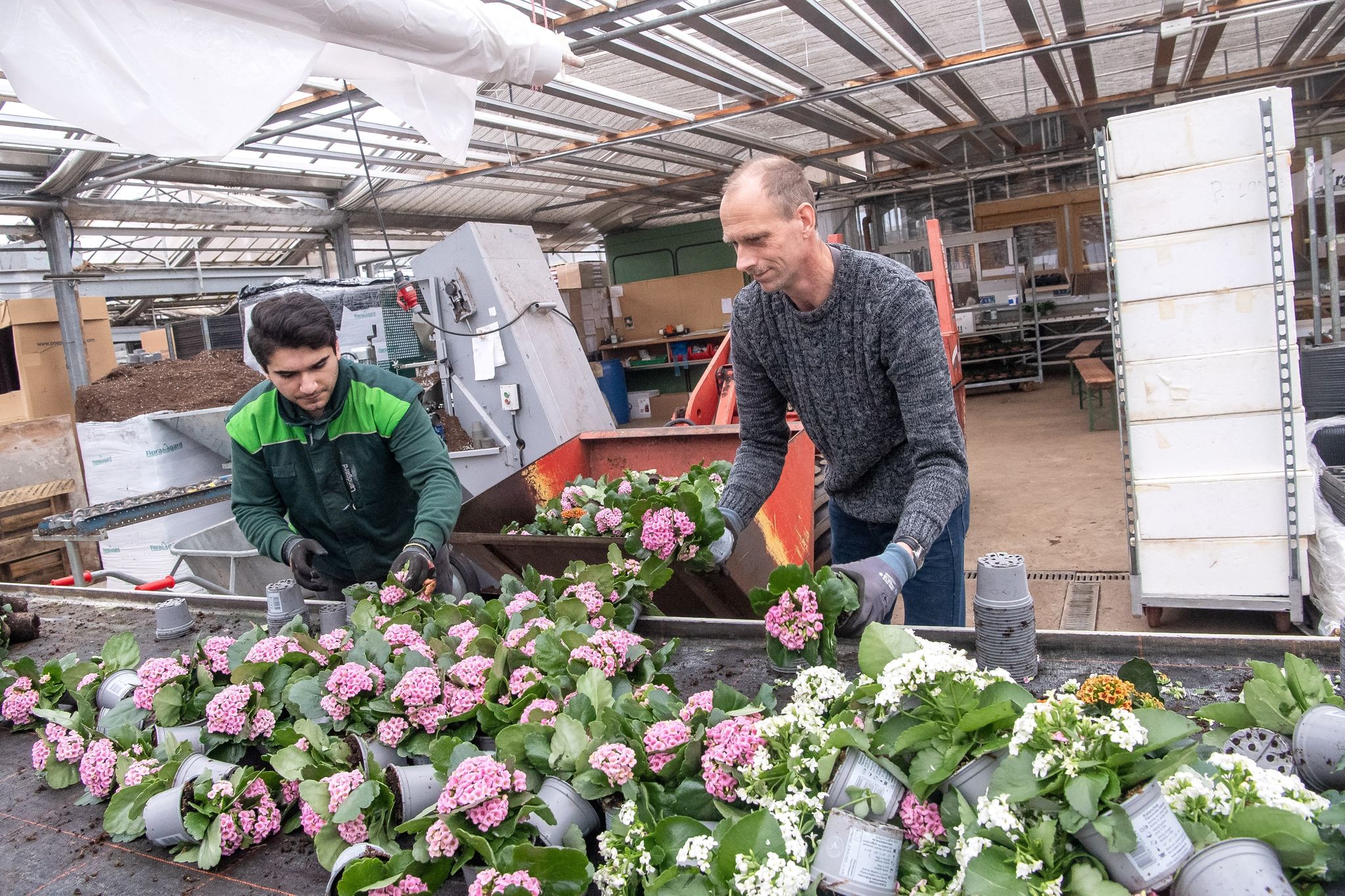 Tausenden Blumen droht der Abfallhaufen