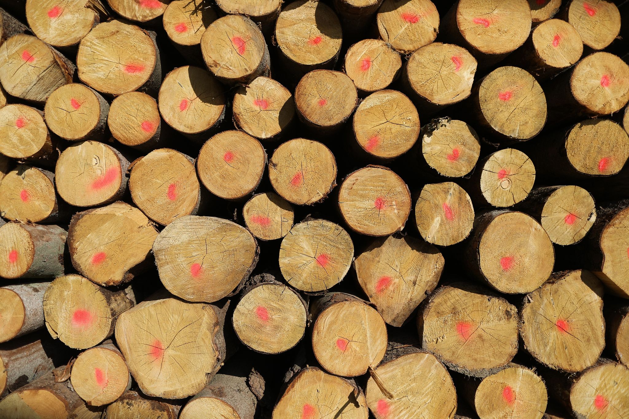 Bauelemente aus Holz in der Corona-Krise gefragt
