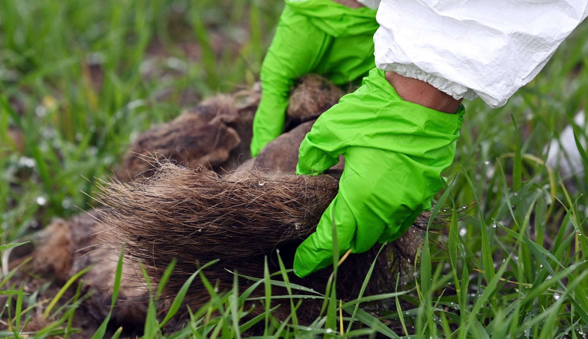 Sechs Monate Schweinepest – Landwirte bangen um Existenz