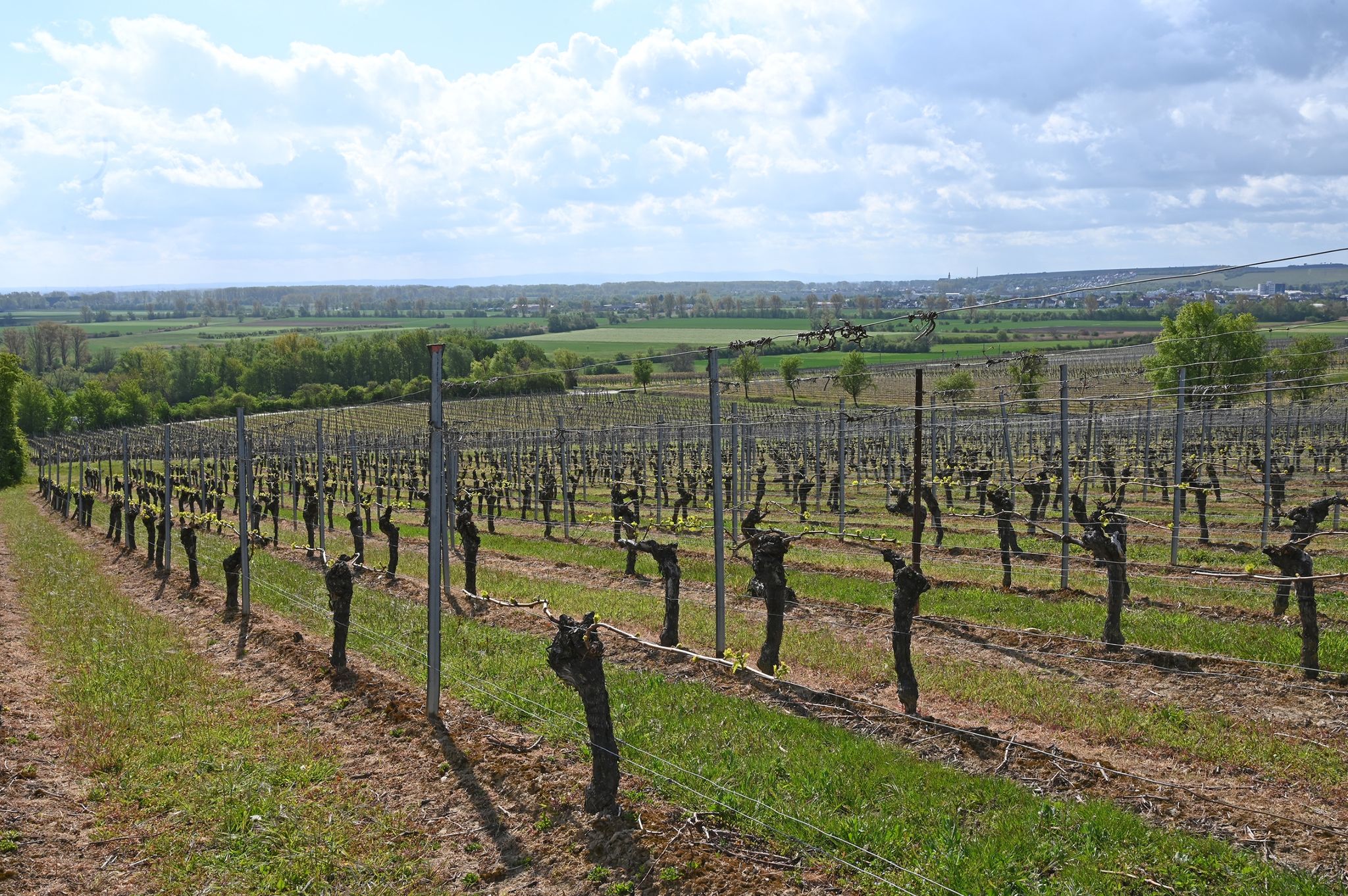 Kühle Witterung könnte Weinlese verzögern