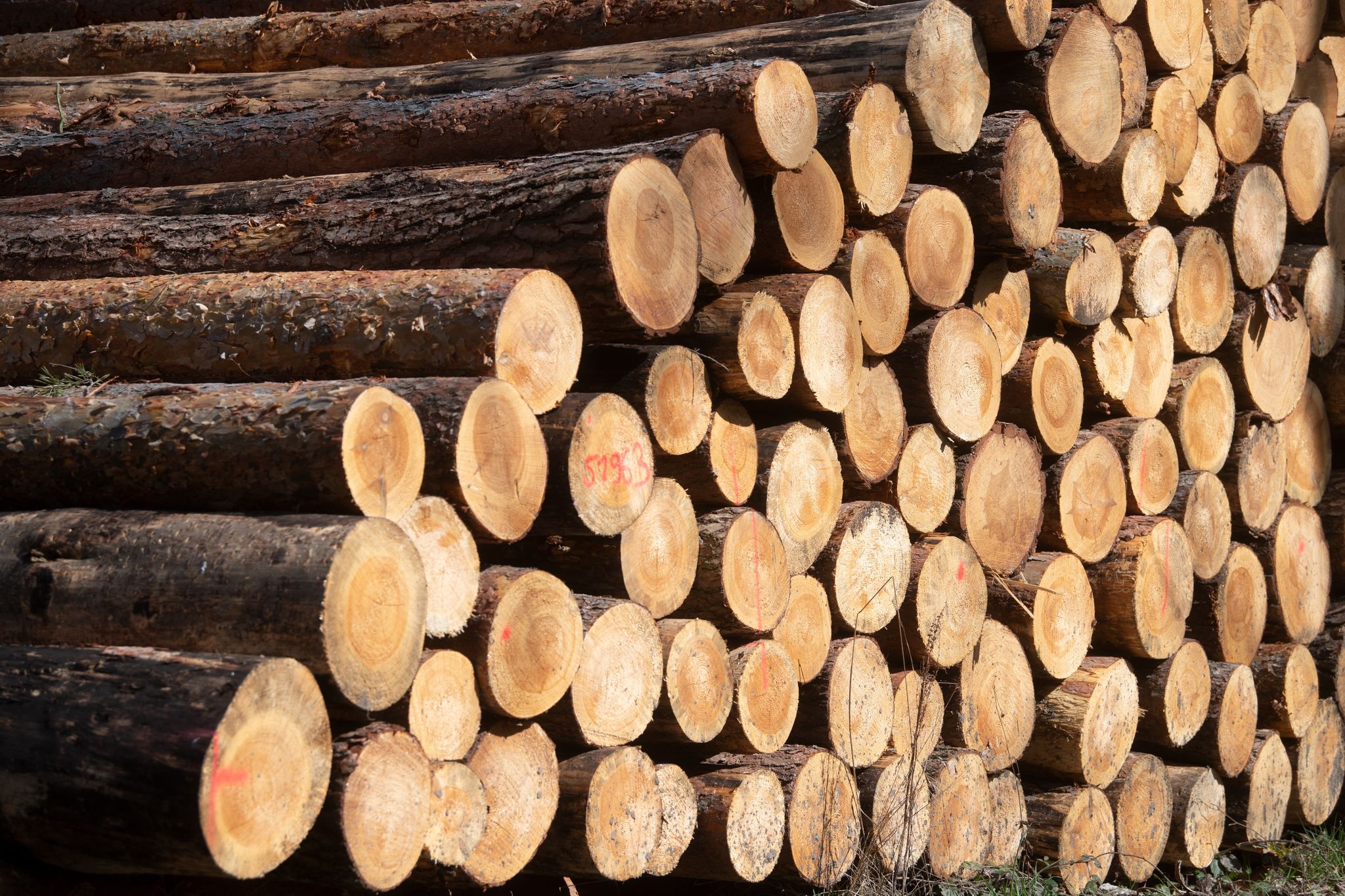 Der weltweite Kampf ums deutsche Holz