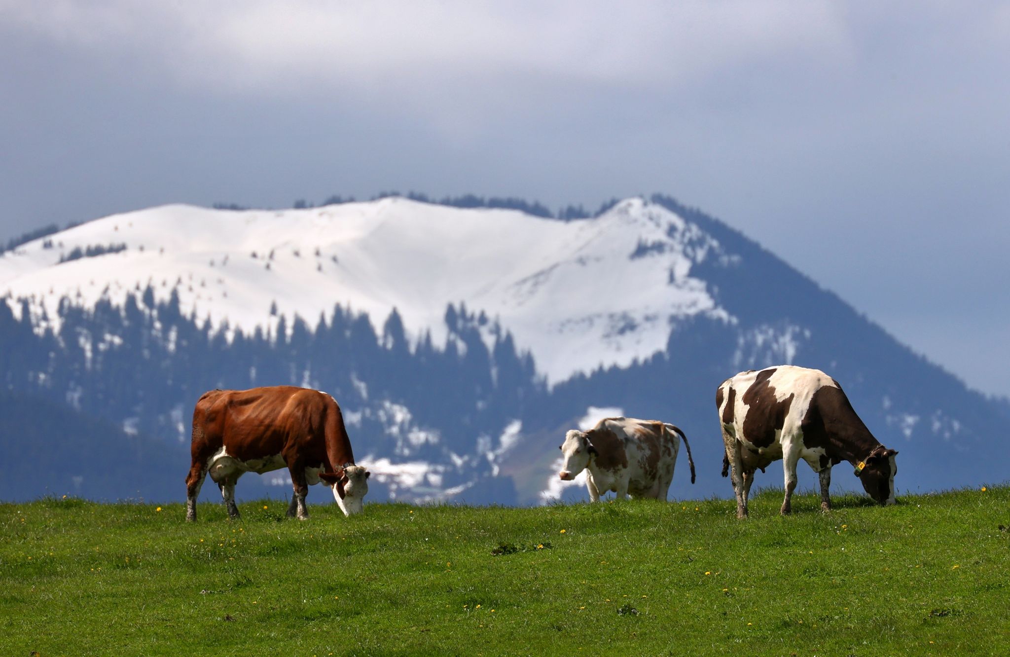 Zu viel Schnee: Kühe dürfen erst später auf Almen und Alpen