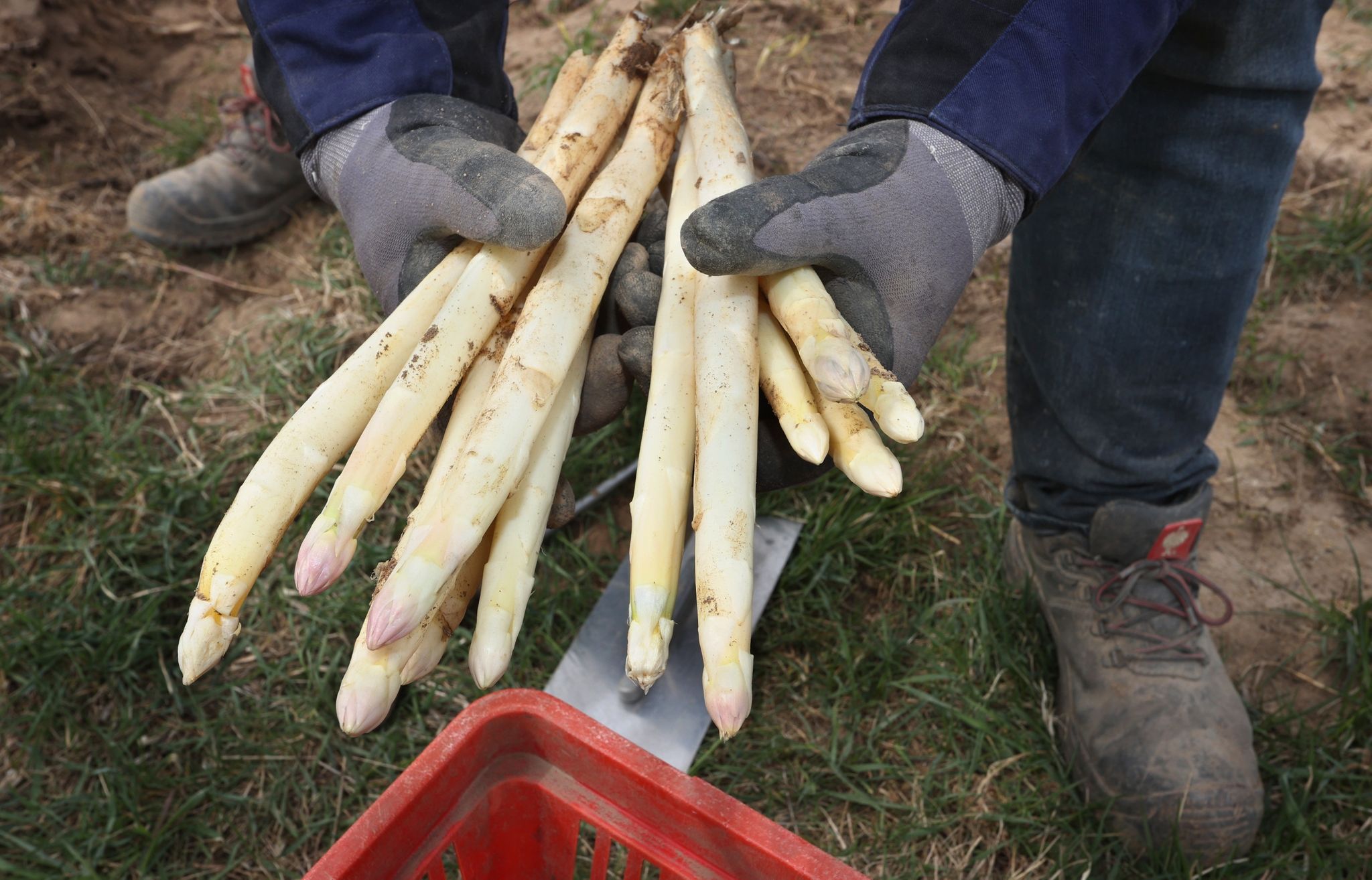 Wetter macht den Spargel rar – und teuer