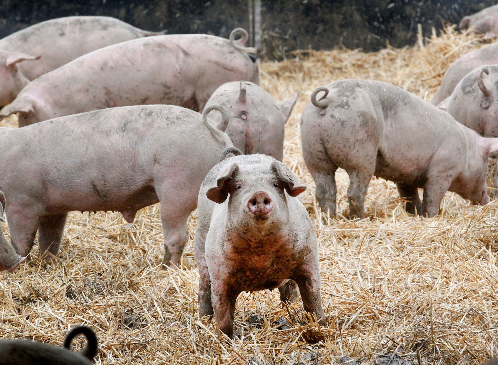 Staatliches Tierwohl-Logo kommt bis zur Wahl nicht zustande