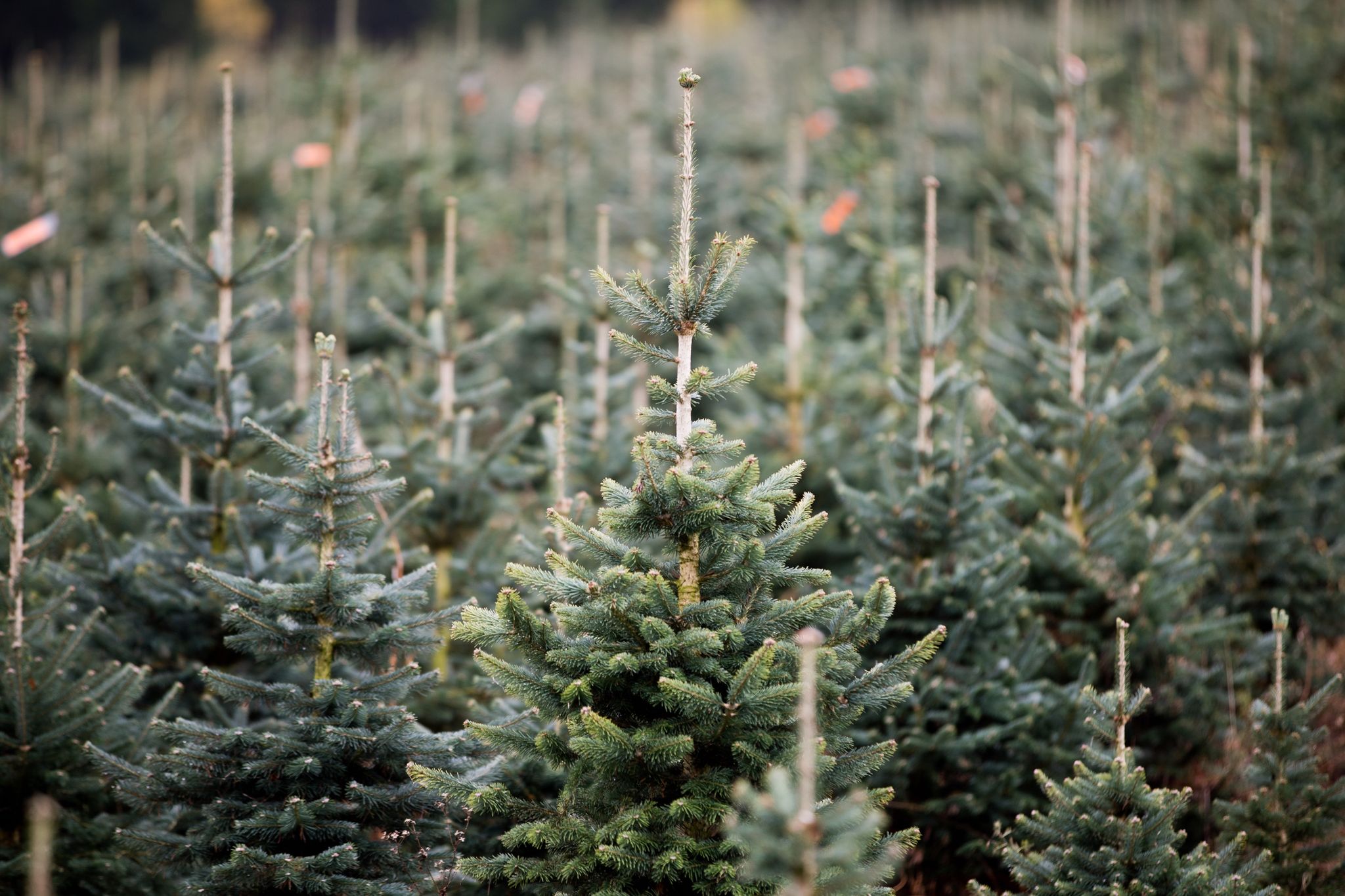 Witterung für Weihnachtsbäume dieses Jahr günstig