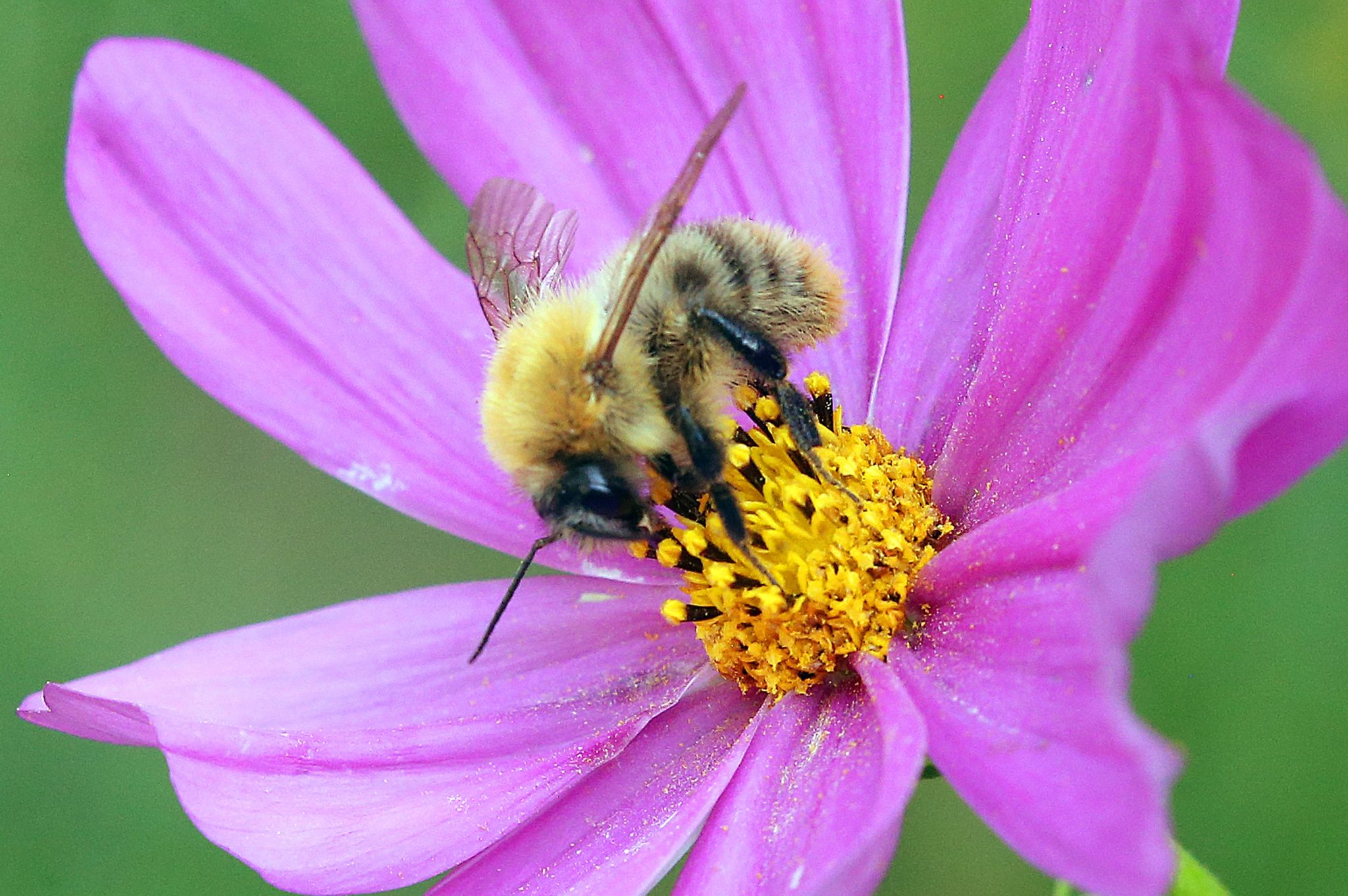 Schulze: Insektenschutz sichert Landwirtschaft von morgen