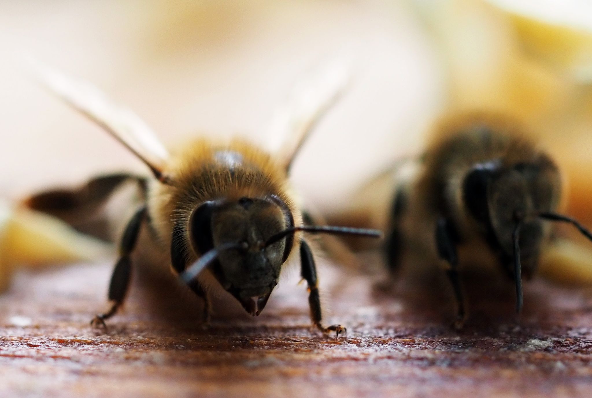 EU-Agrarminister beraten über Bienenschutz und Pelztierzucht