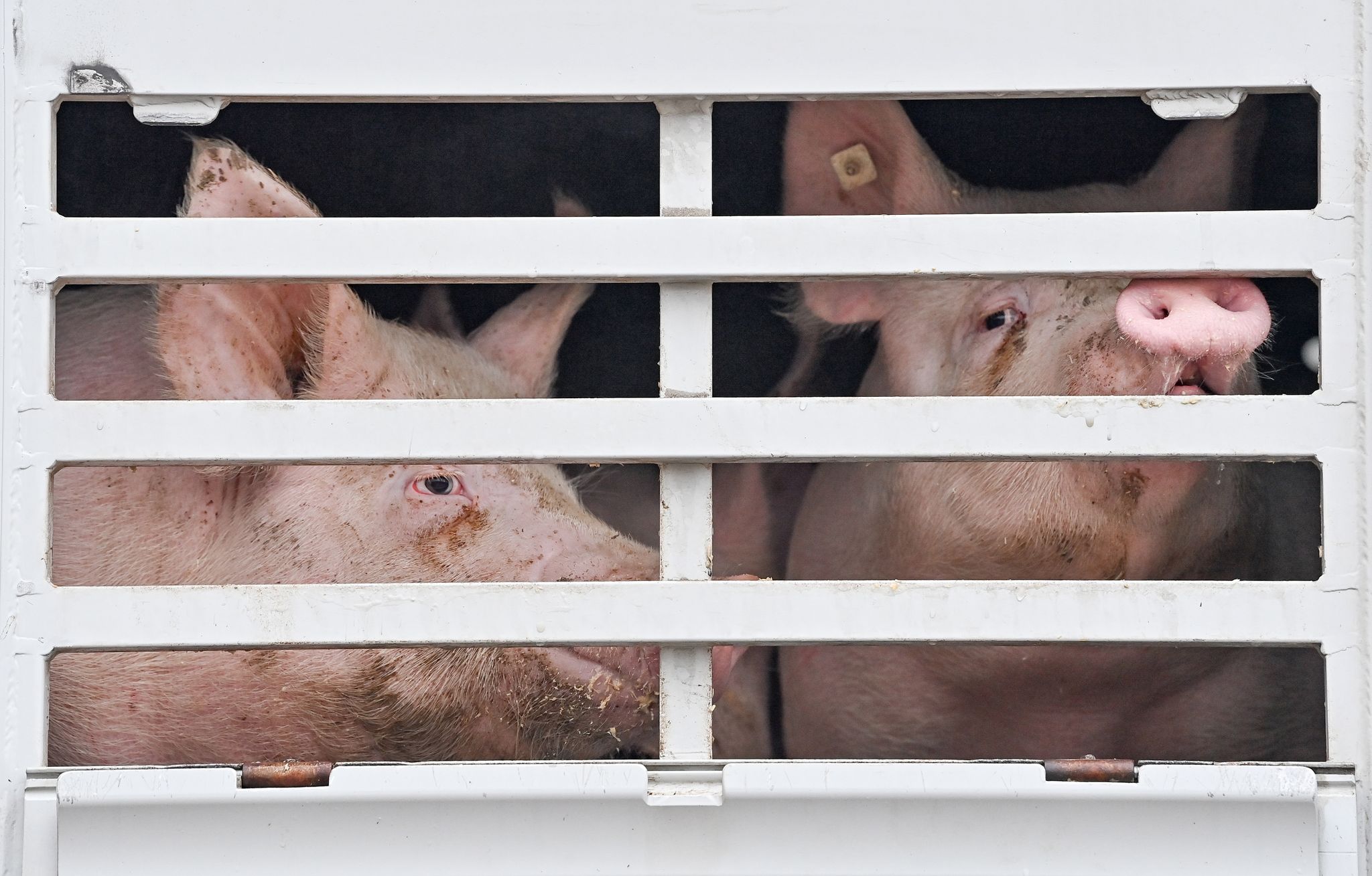 EU-Minister starten Initiativen für mehr Tierschutz