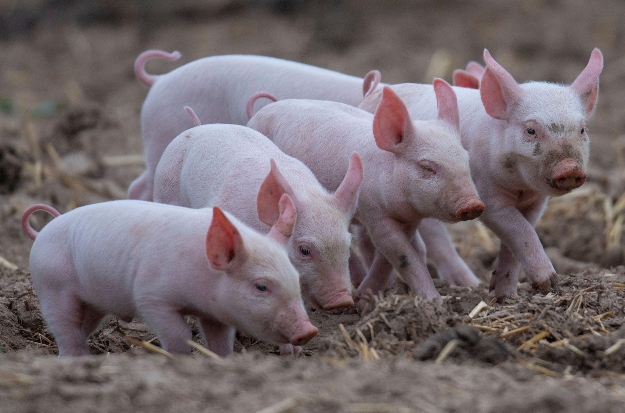 Ökologische Tierhaltung in Deutschland gestiegen