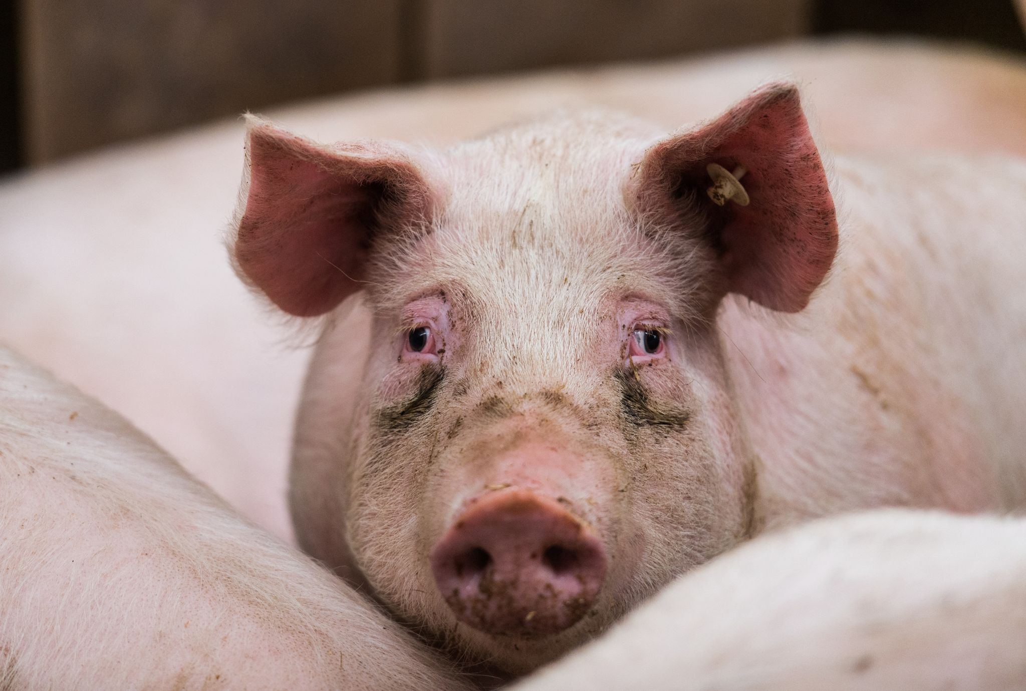 Erstmals Schweinepest bei deutschen Hausschweinen