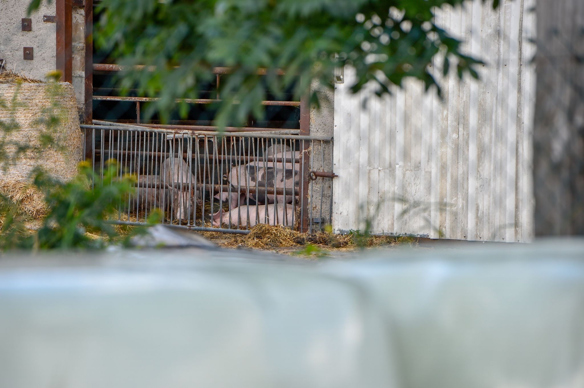 Afrikanische Schweinepest befällt noch mehr Hausschweine