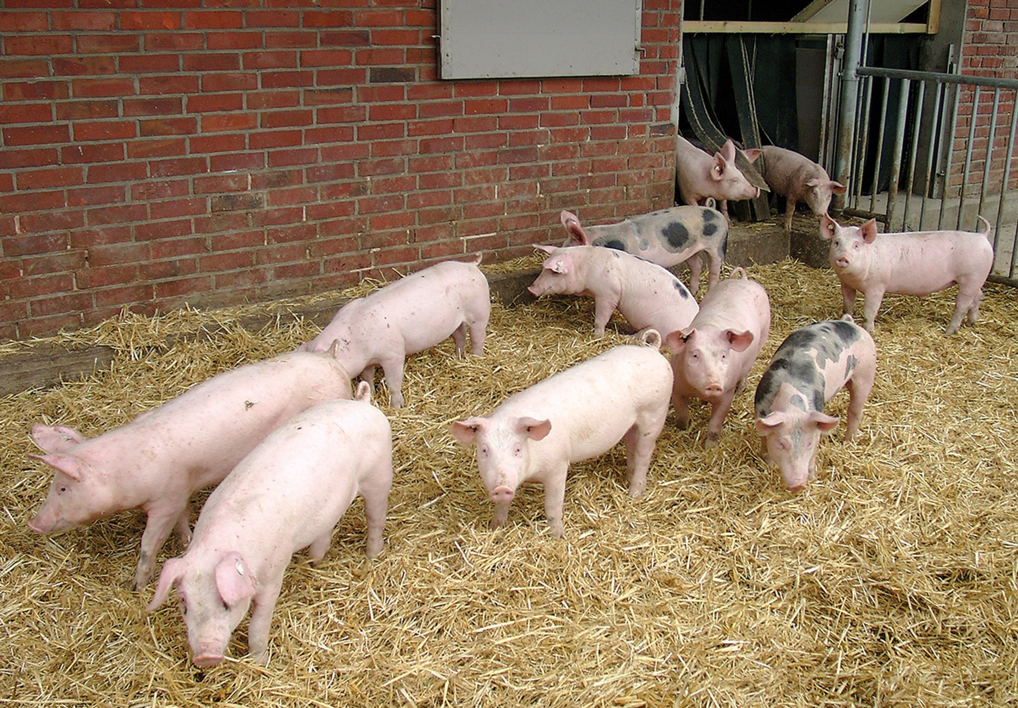 BGH schützt «Hohenloher Landschwein»