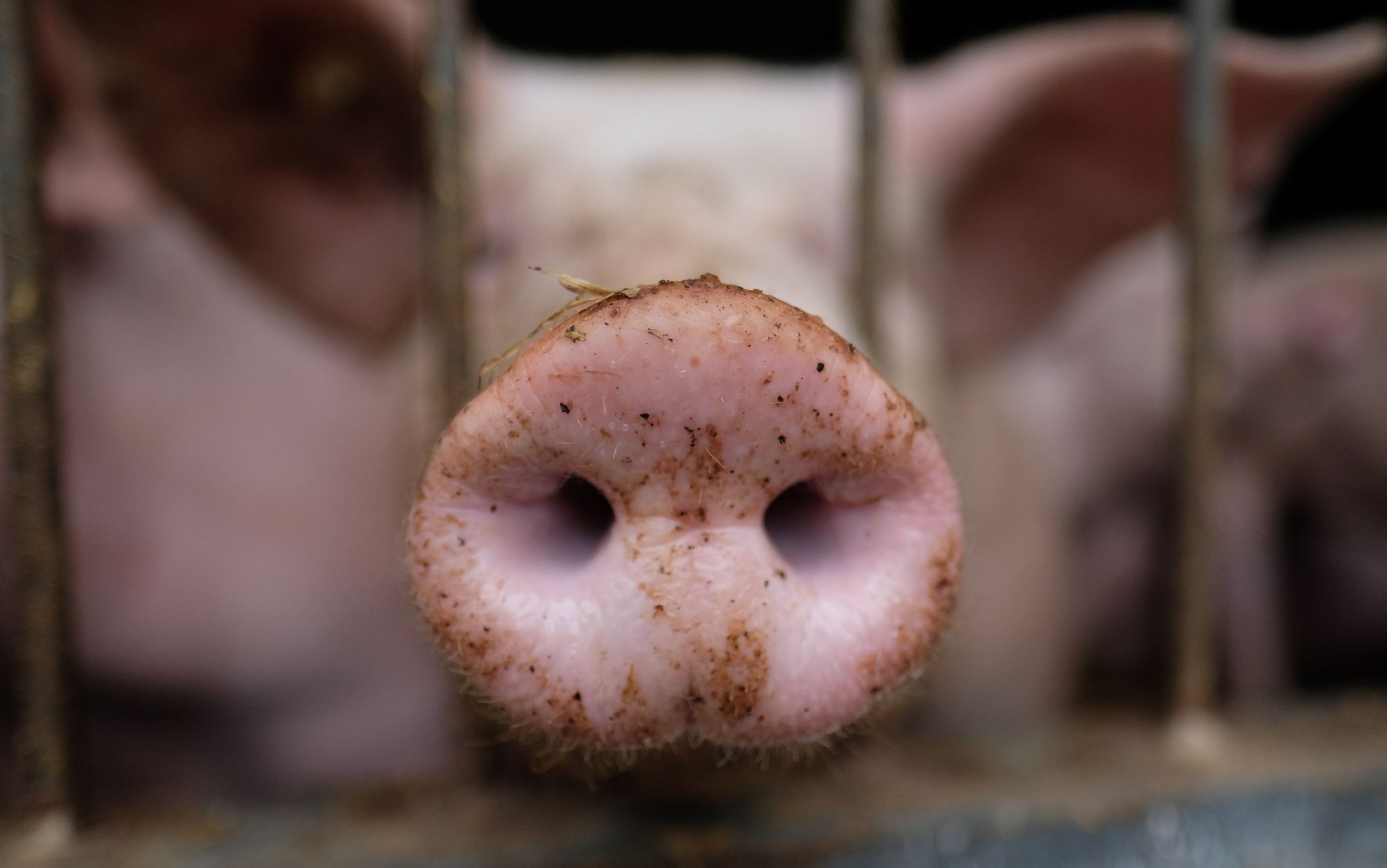 Das Ringen um ein Tierwohl-Logo für Fleisch geht weiter