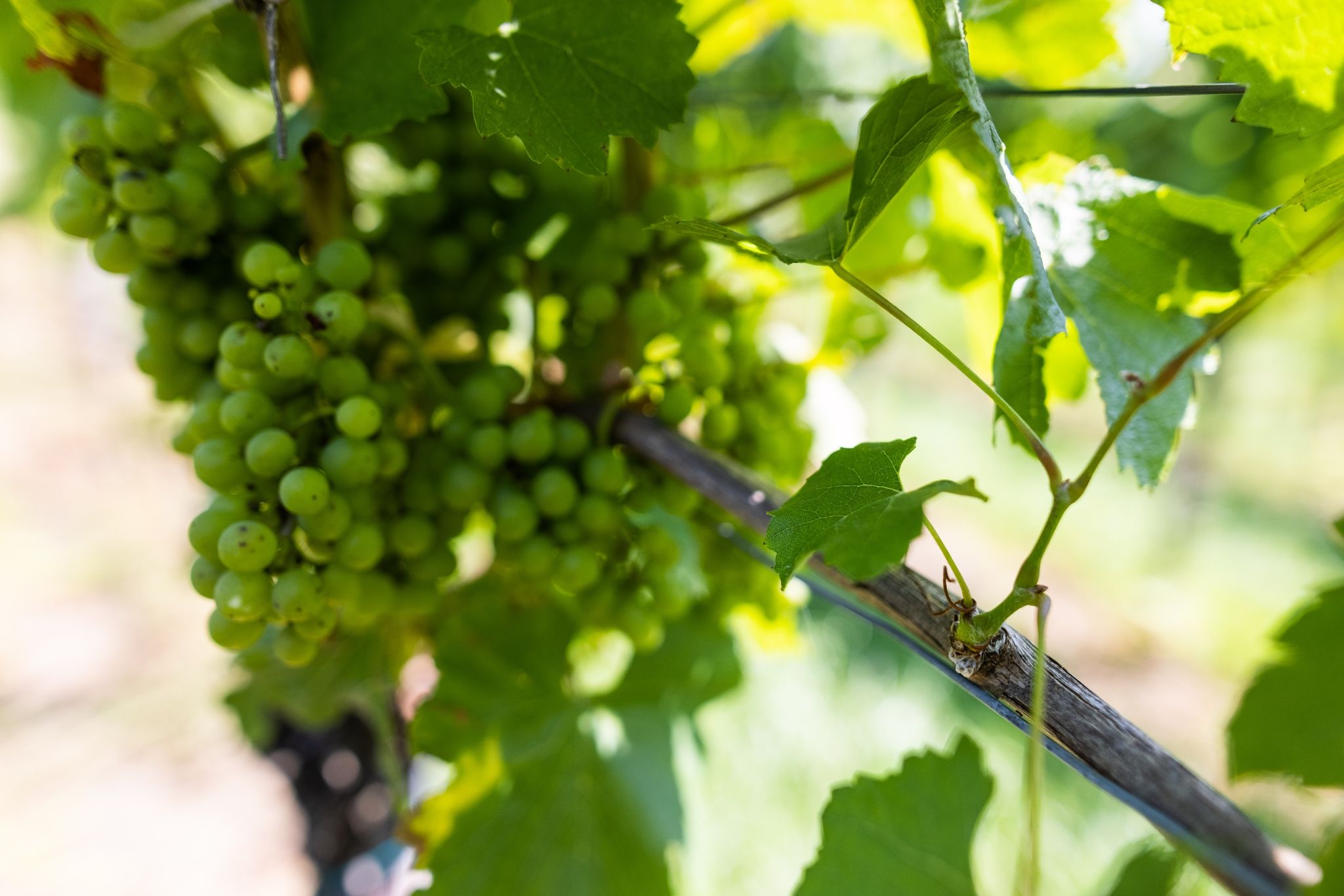 Winzer beginnen Weinlese – Froh über «normalen Jahrgang»