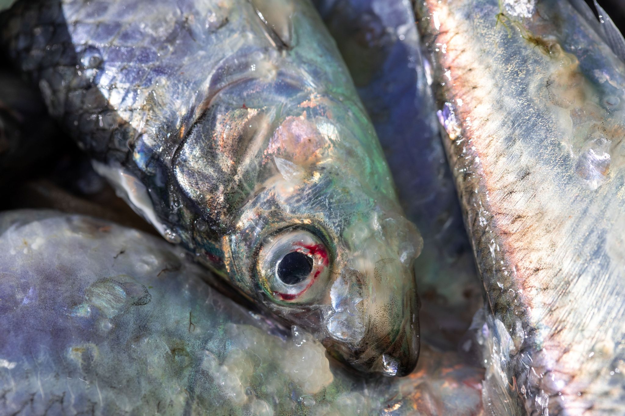 EU-Kommission will Heringsfang in westlicher Ostsee stoppen