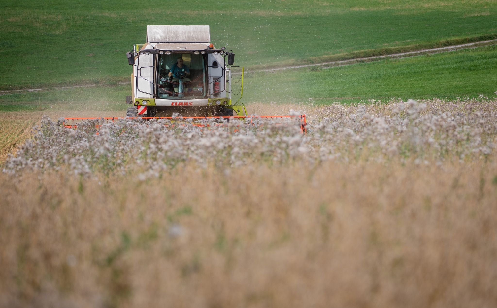 Bauern fahren erneut unterdurchschnittliche Ernte ein