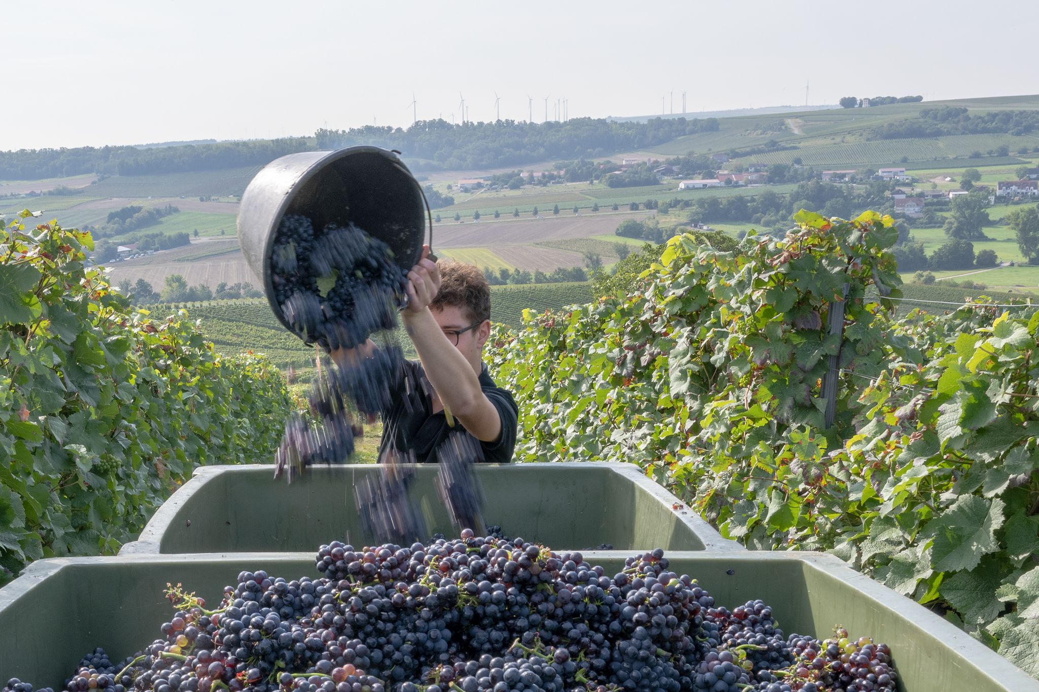 Rheinhessen und Pfalz ernten die Hälfte des deutschen Weins