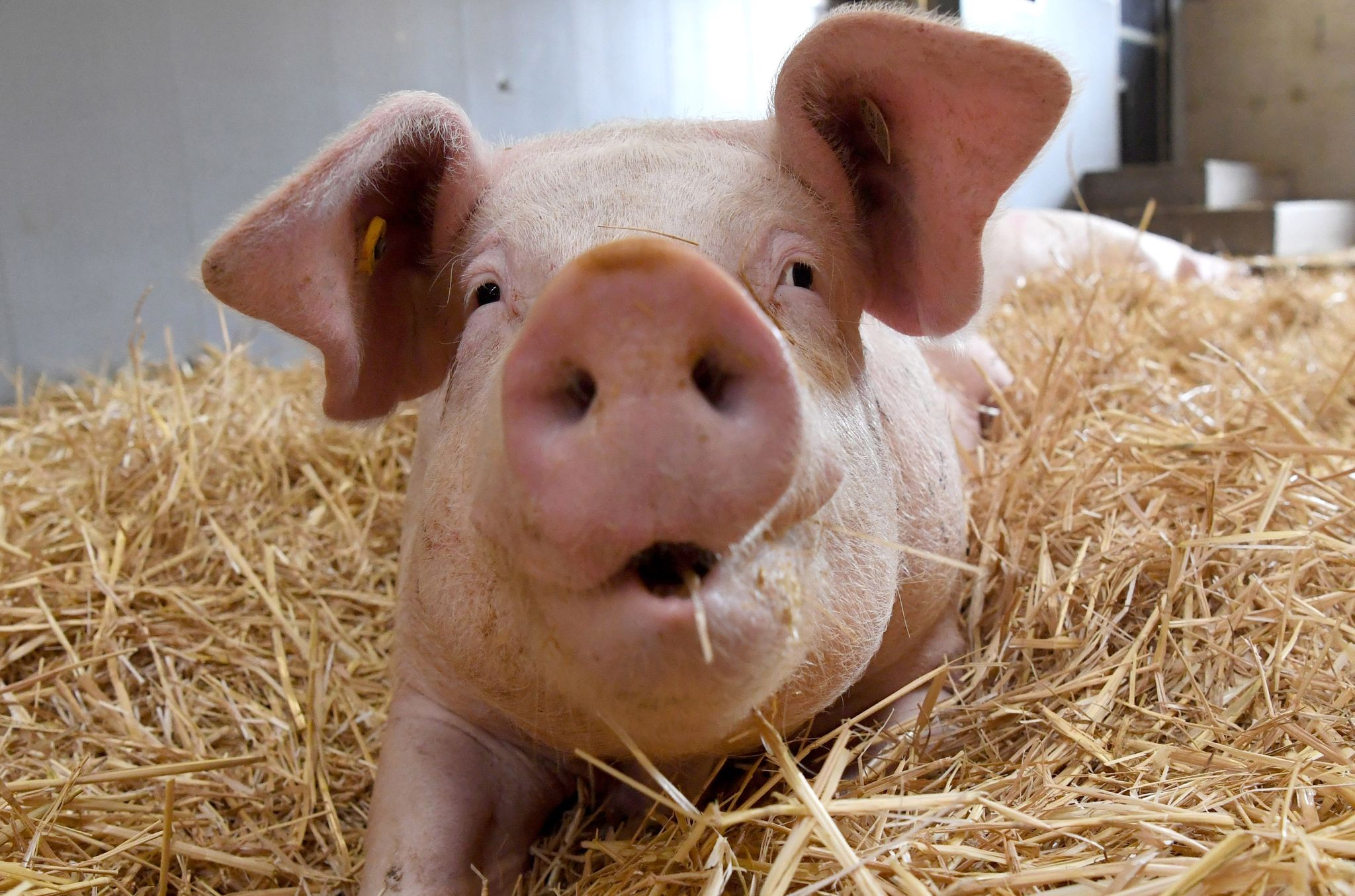 Aktionen gegen Schweinefleisch-Krise – ohne Preiskämpfe