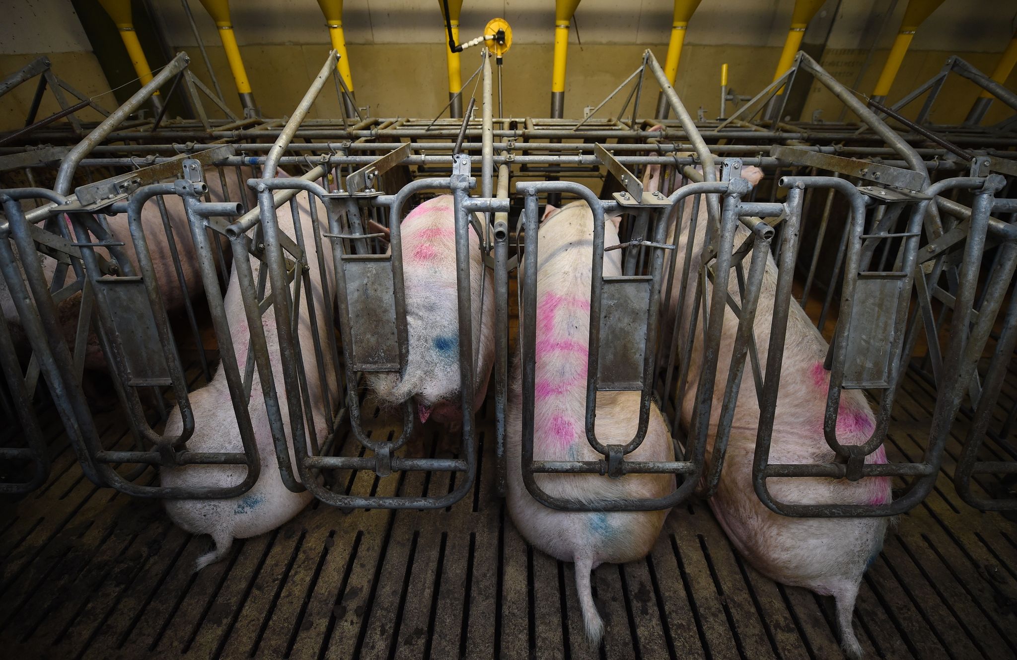 Schweinehalter begrüßen Billigangebote für Schweinefleisch