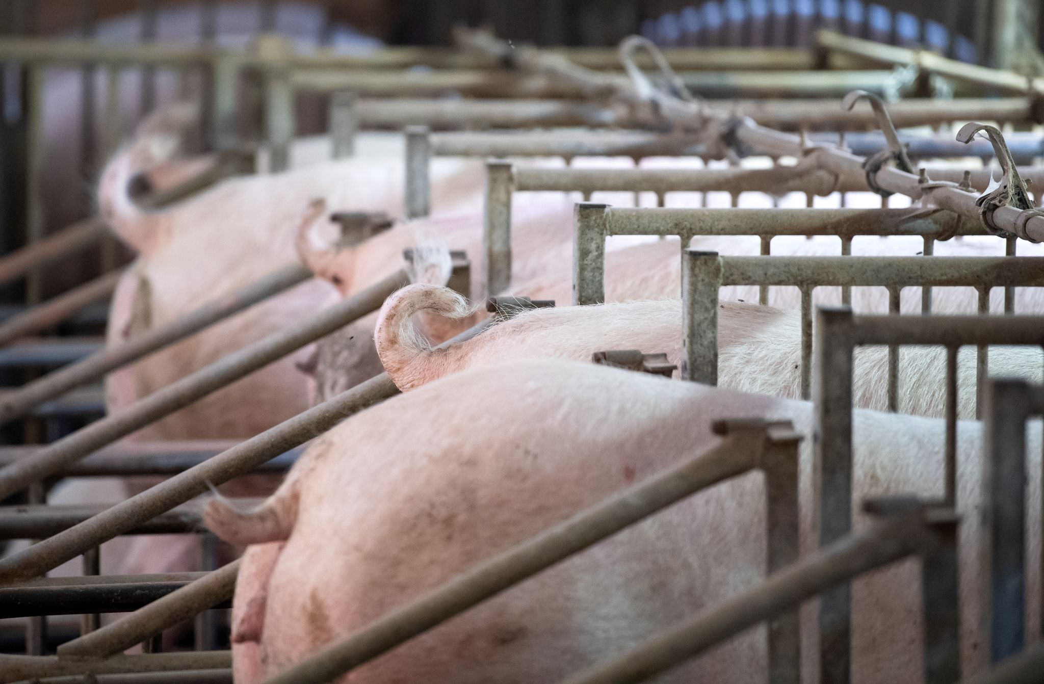 Umfrage: Schweinehalter befürchten Höfesterben