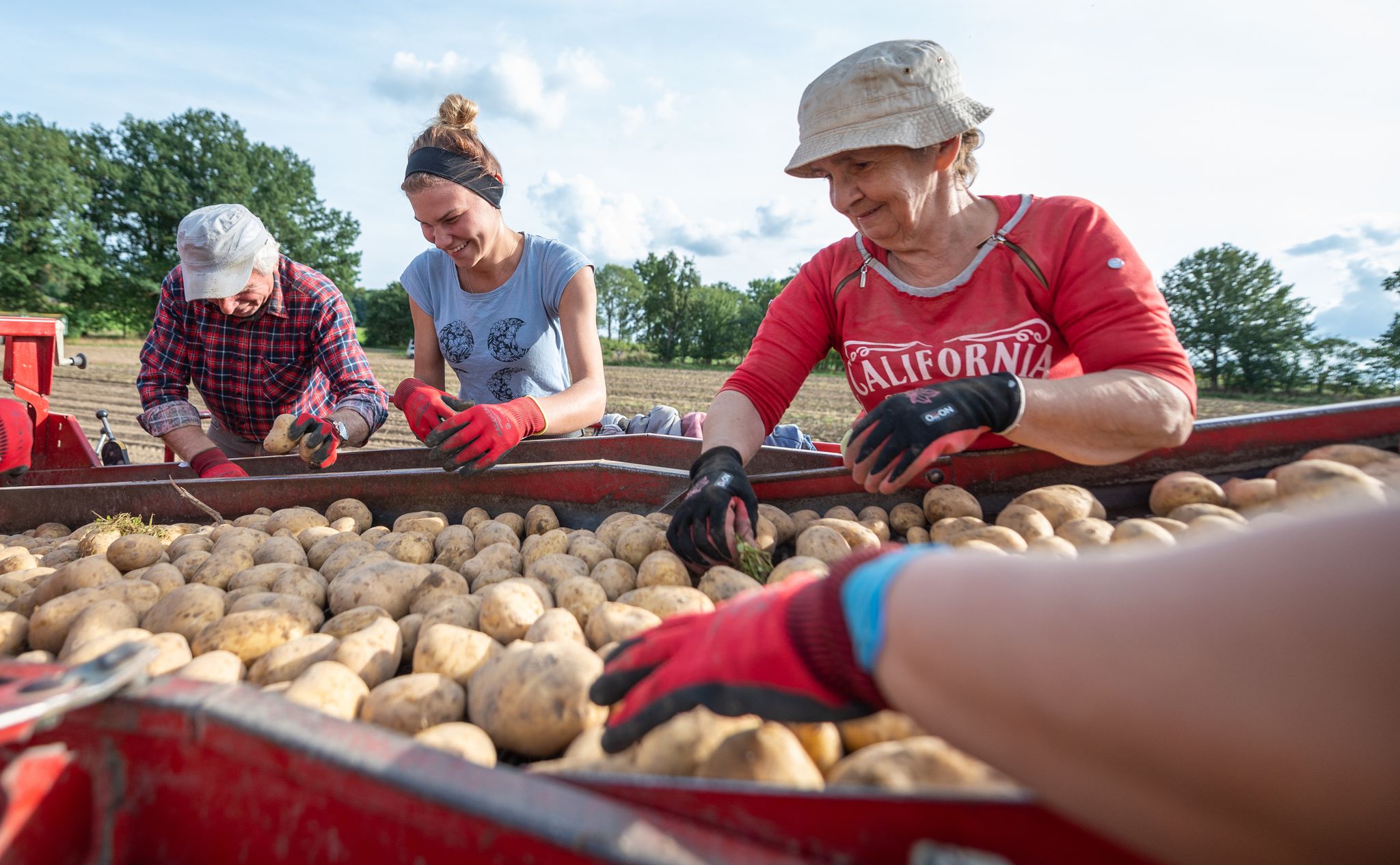 Kartoffelernte auf Hochtouren – Preise könnten steigen