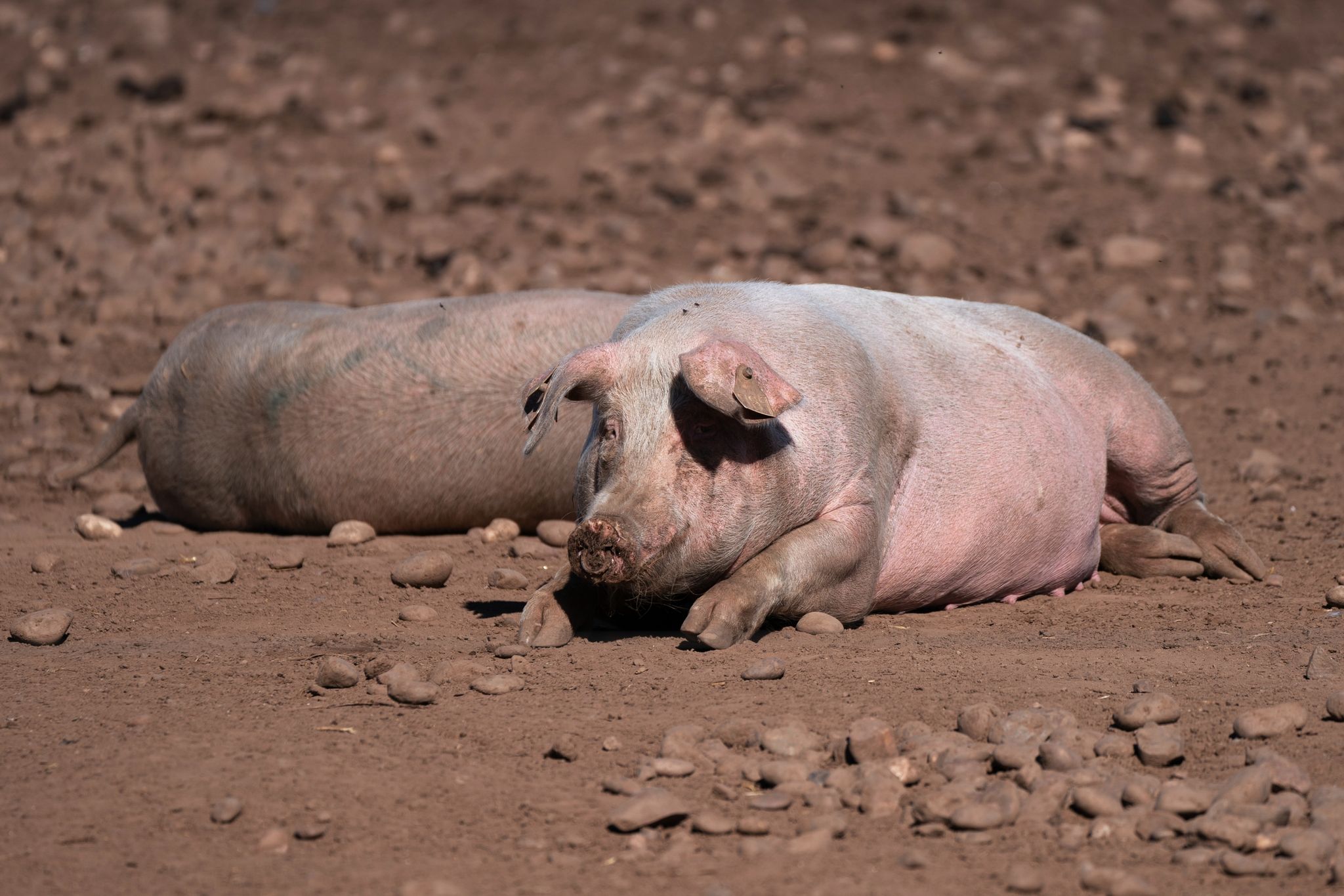 London will 1000 Schlachter aus Ausland wegen Schweinestau