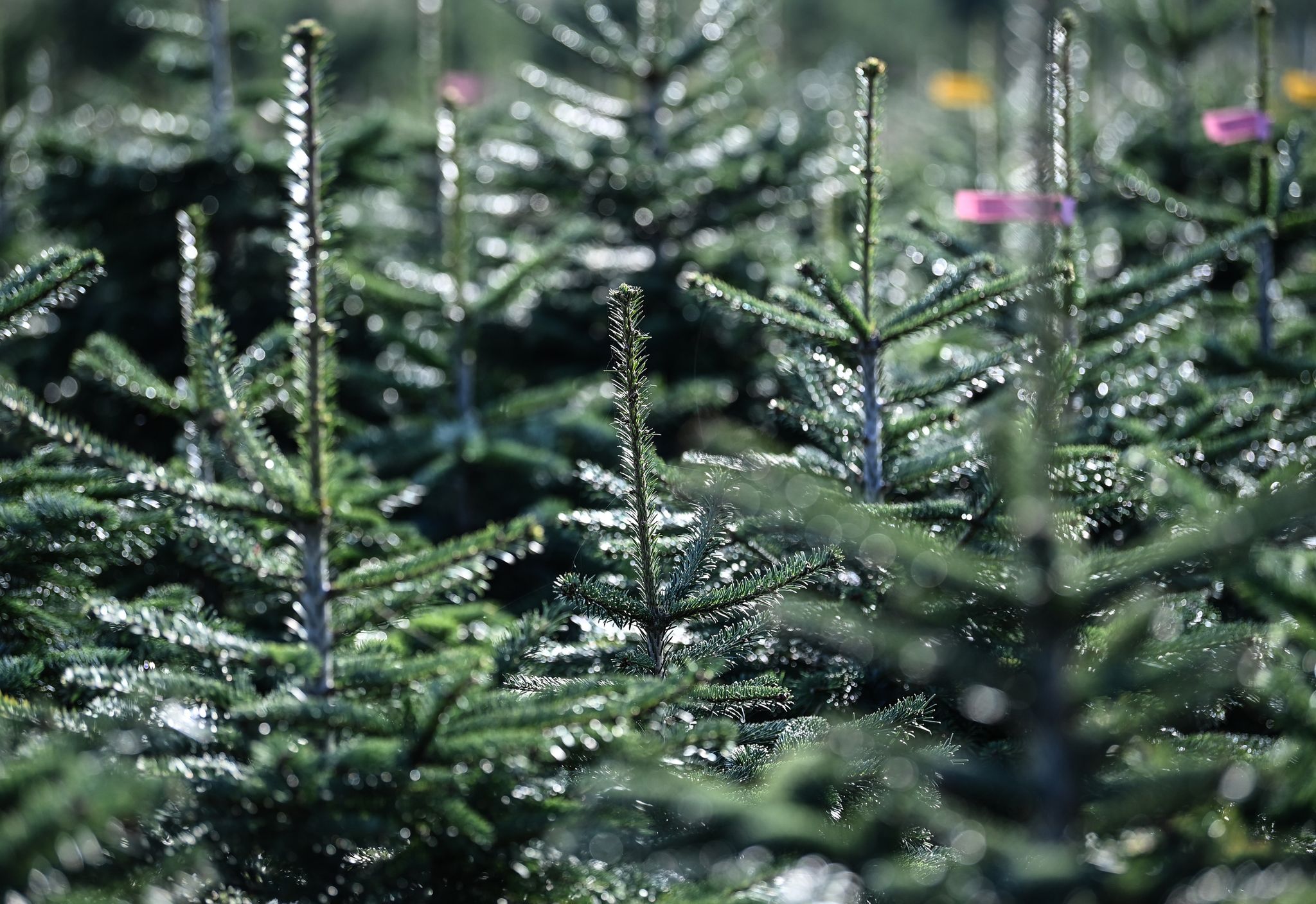 Weihnachtsbäume so teuer wie voriges Jahr
