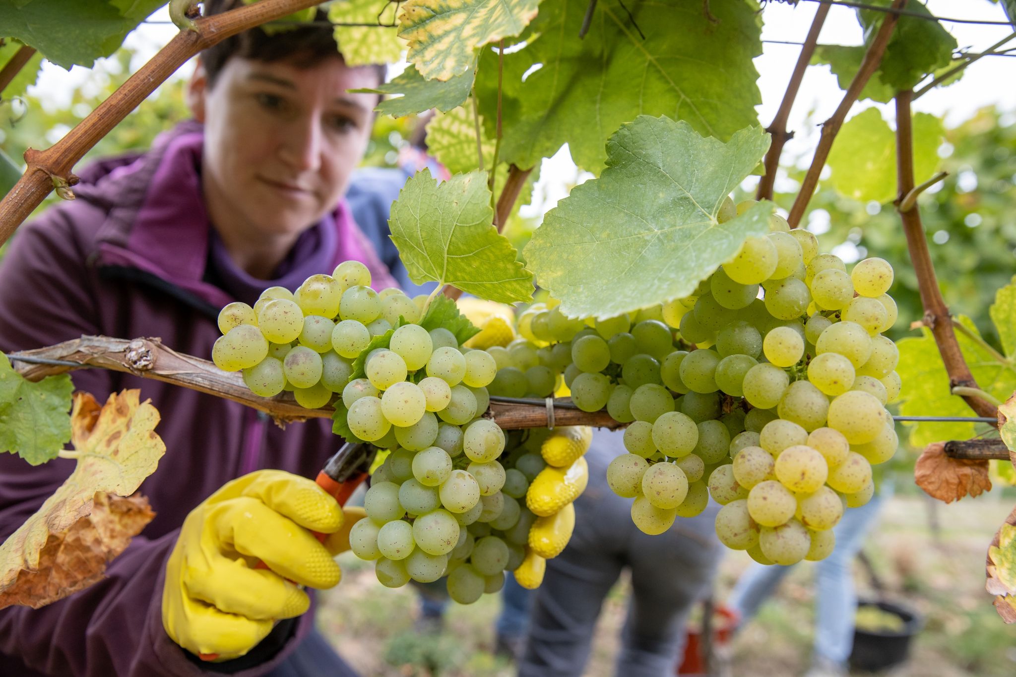 Extrem niedrige weltweite Weinproduktion erwartet