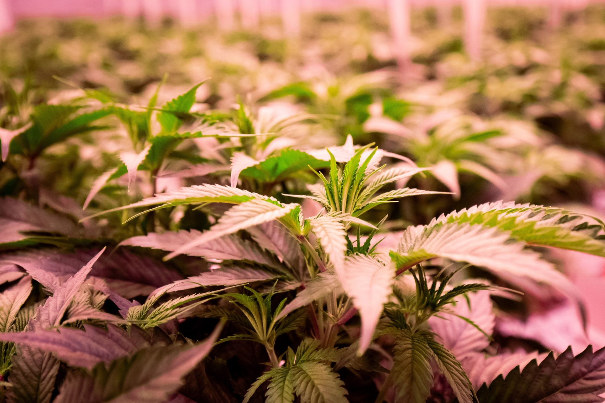 Polizeigewerkschaft kritisiert geplantes Cannabis-Gesetz