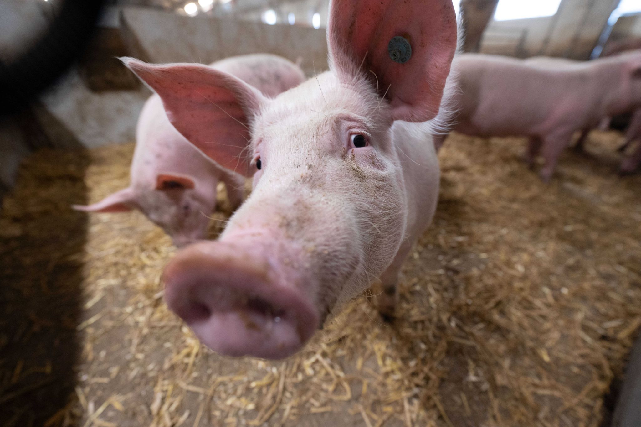Bauern angespannt – «Zappenduster» bei Schweinehaltern