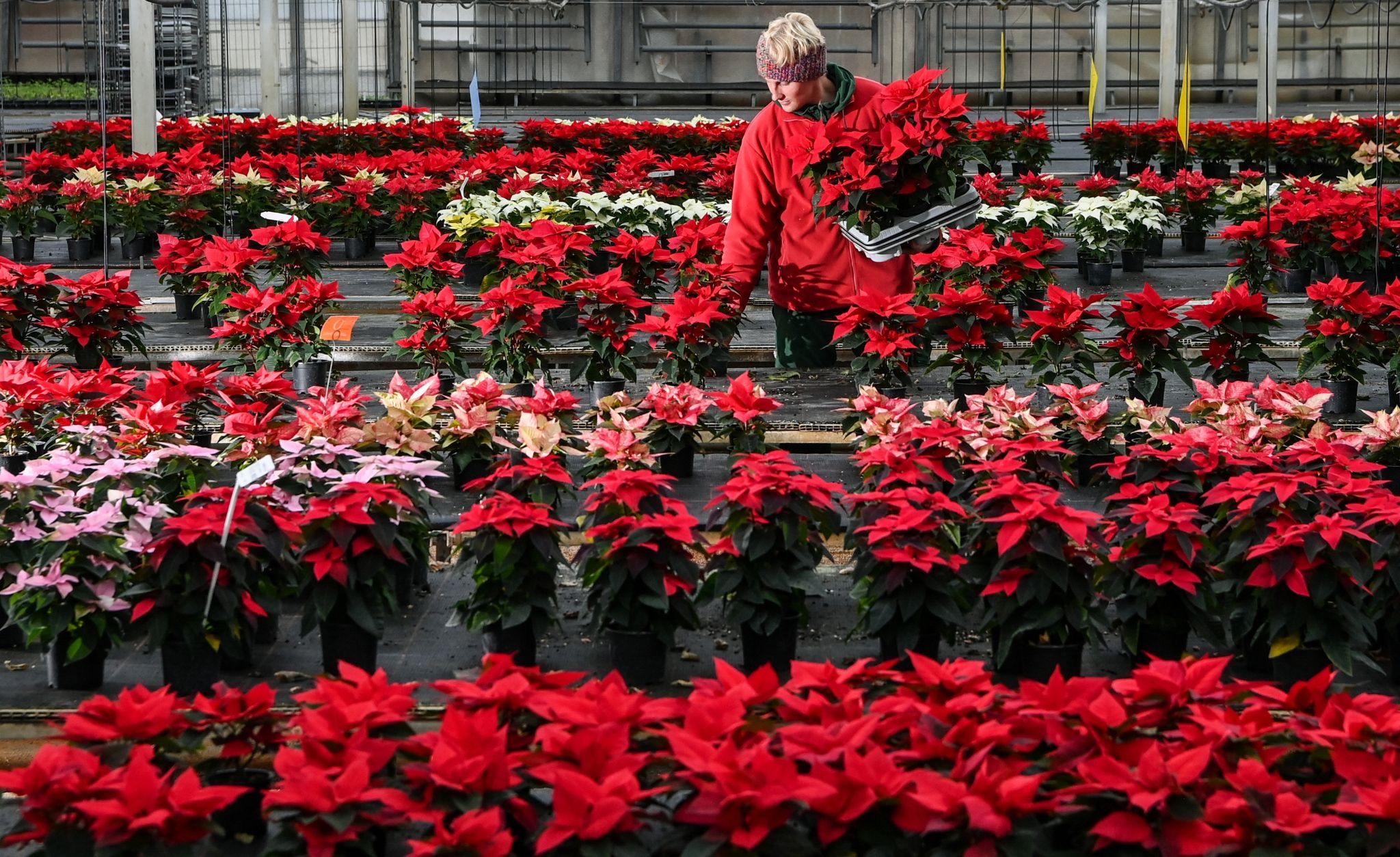 Weihnachtsstern beliebteste Zimmerpflanze