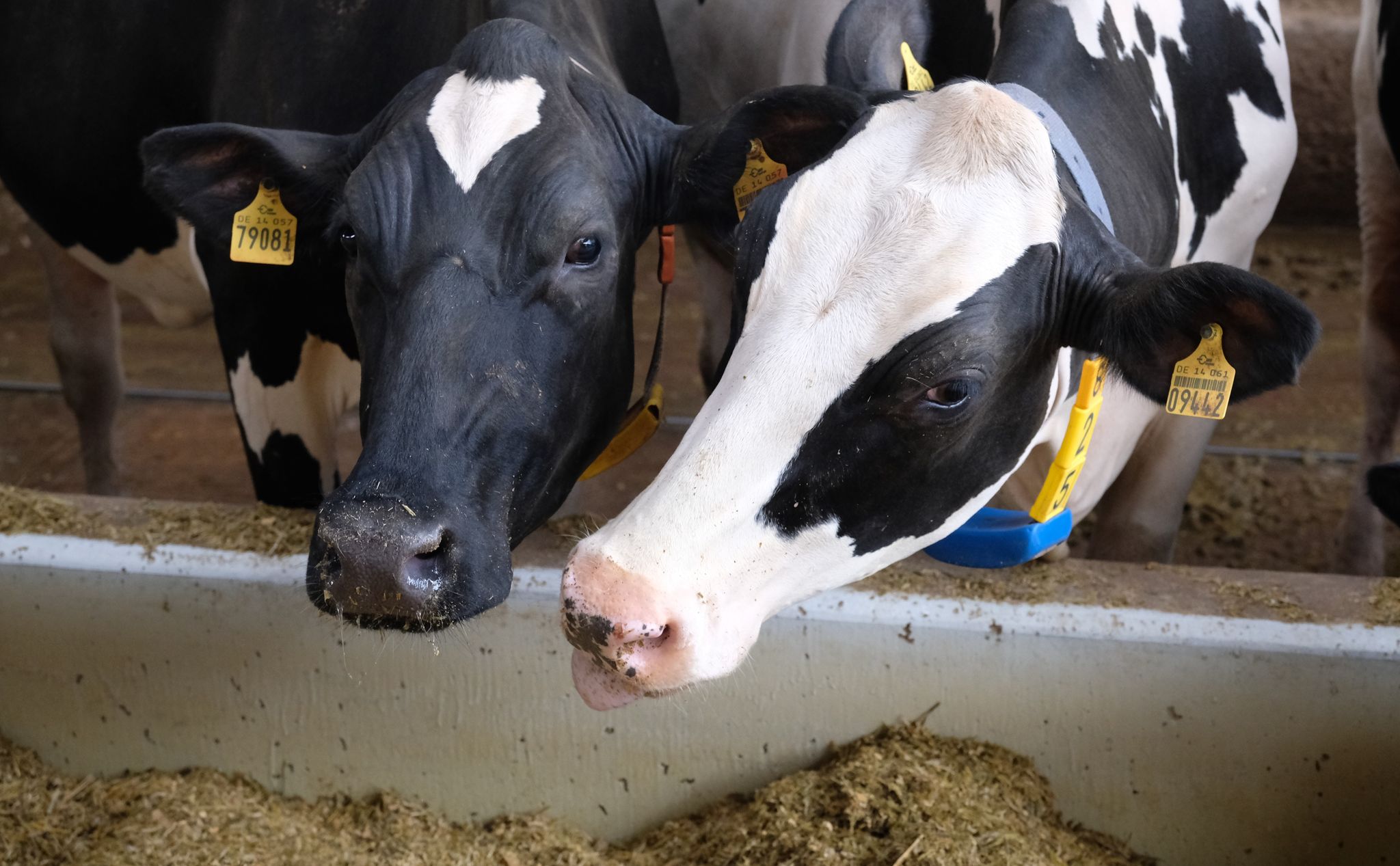Milchprodukte werden auch mit Haltungsform ausgezeichnet