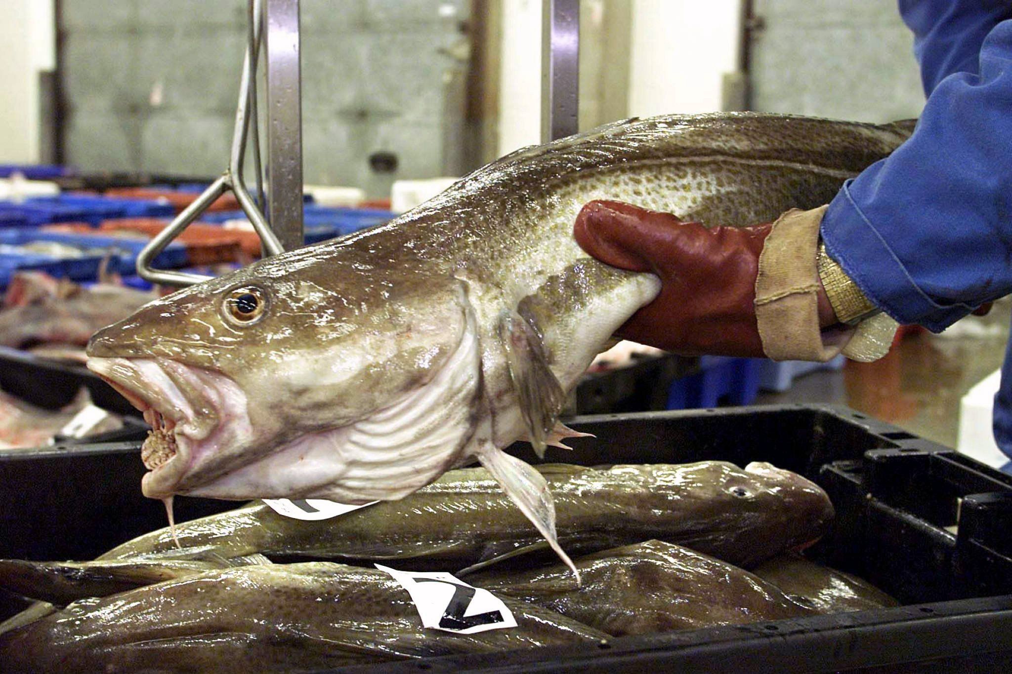 EU und Großbritannien einigen sich auf Fischfangmengen