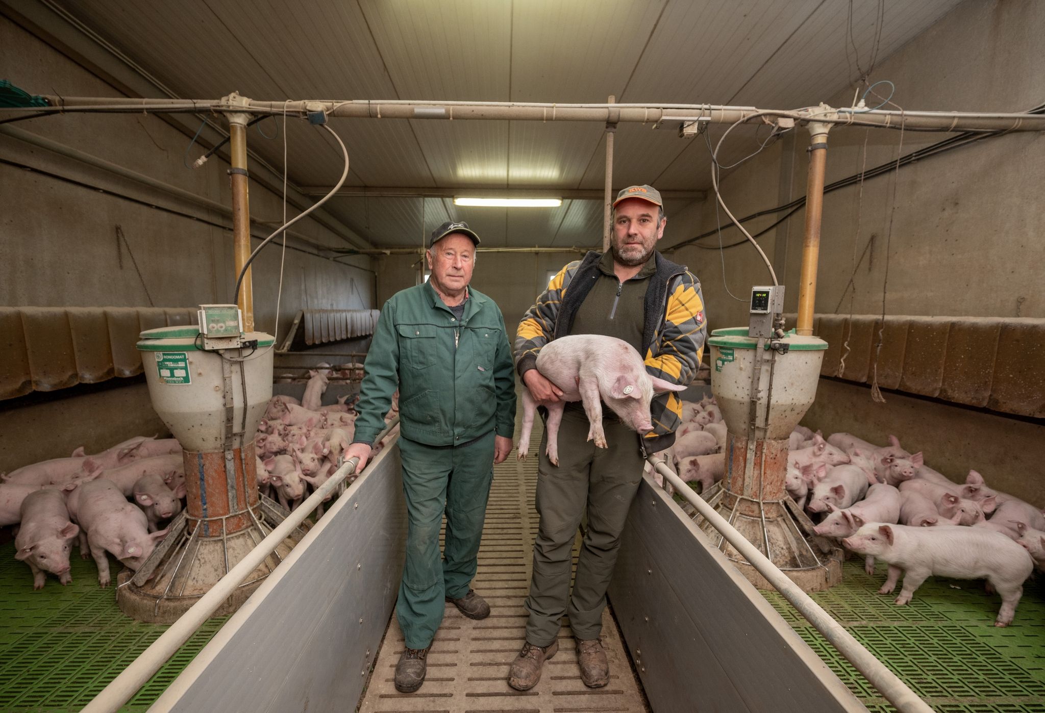 Kein Schwein mehr: Wenn der Züchter aufgibt