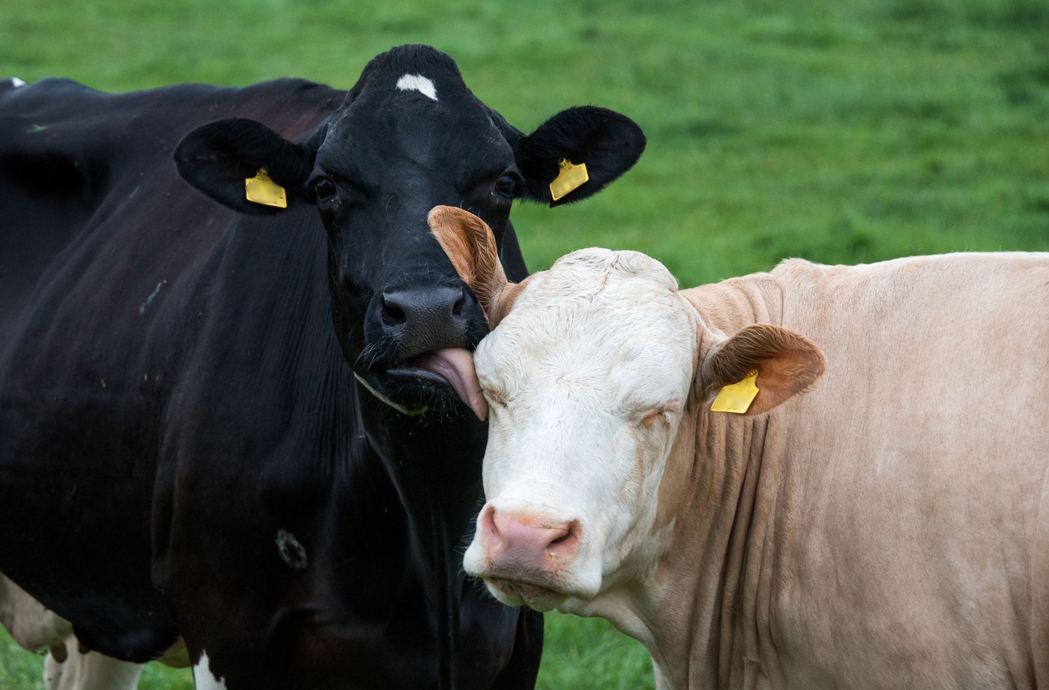 Handelsketten wollen bei Milch mehr auf Tierwohl achten