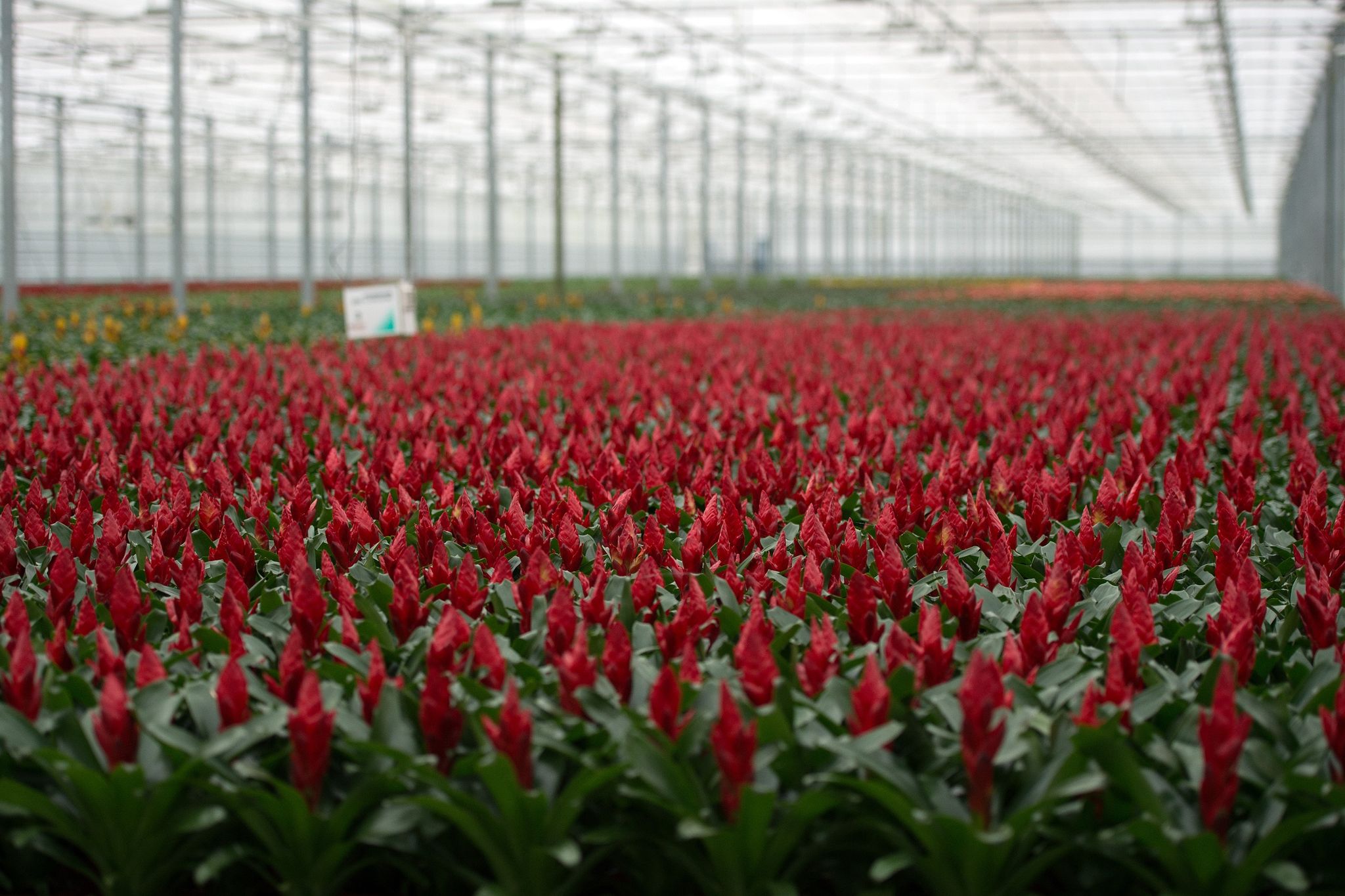 Teure Tulpen und Tomaten: Holländische Züchter unter Druck