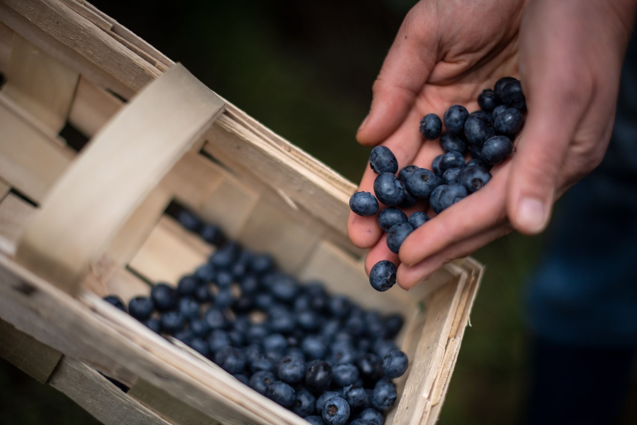 Rekord bei Ernte von Strauchbeeren