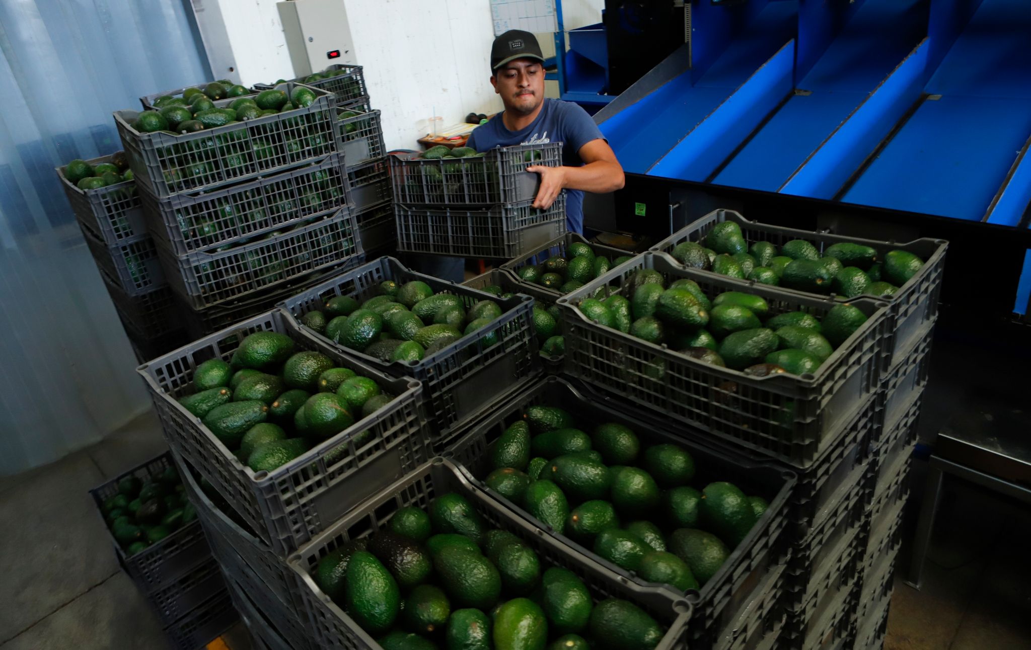 Gewalt in Mexiko betrifft auch Avocados