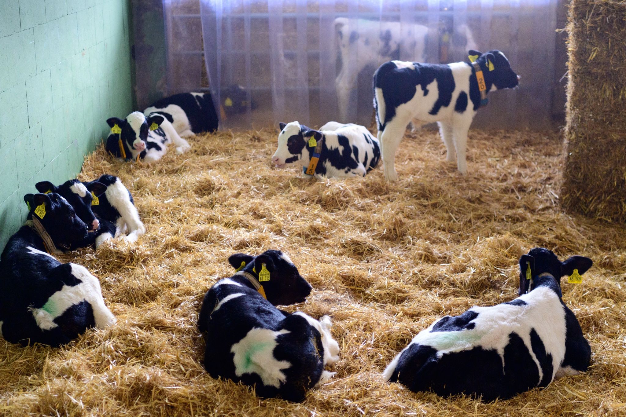 Zusätzliche Finanzspritze für mehr Tierschutz im Stall