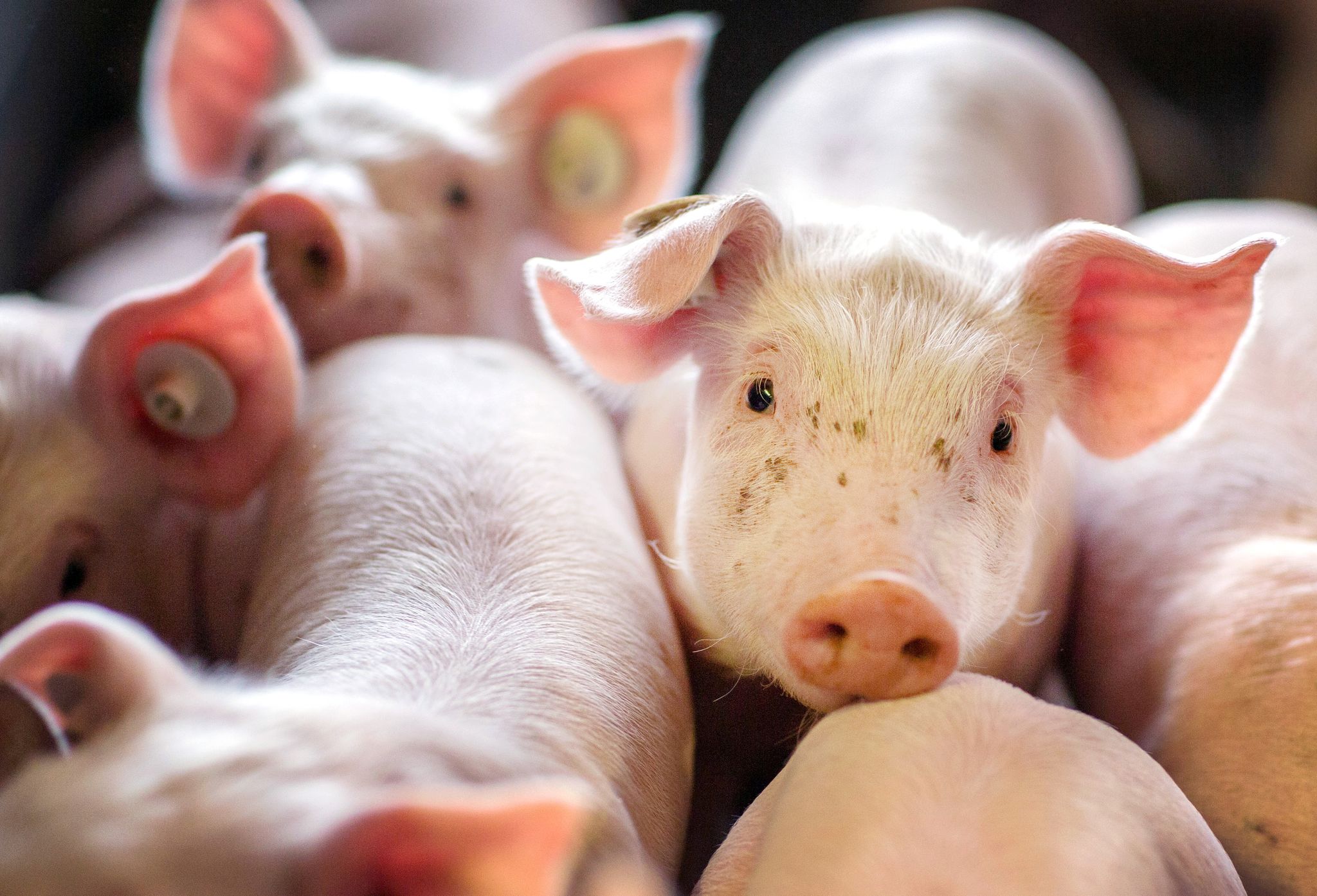 Bewegung bei Tierhaltungs-Logo für Schweinefleisch