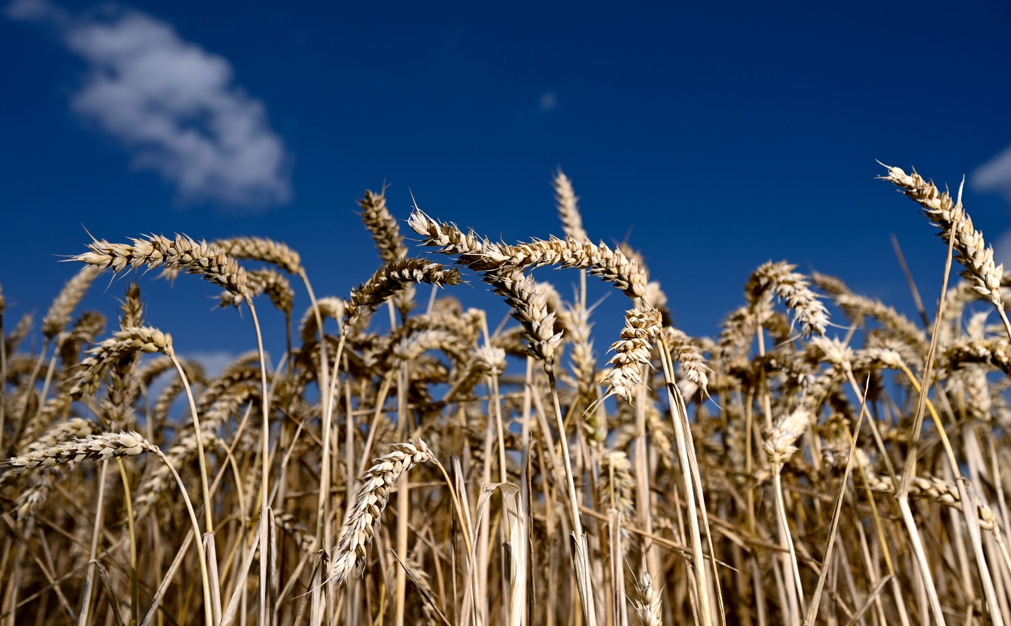 Warnung vor Hungersnot – Engpässe bei Ernte befürchtet