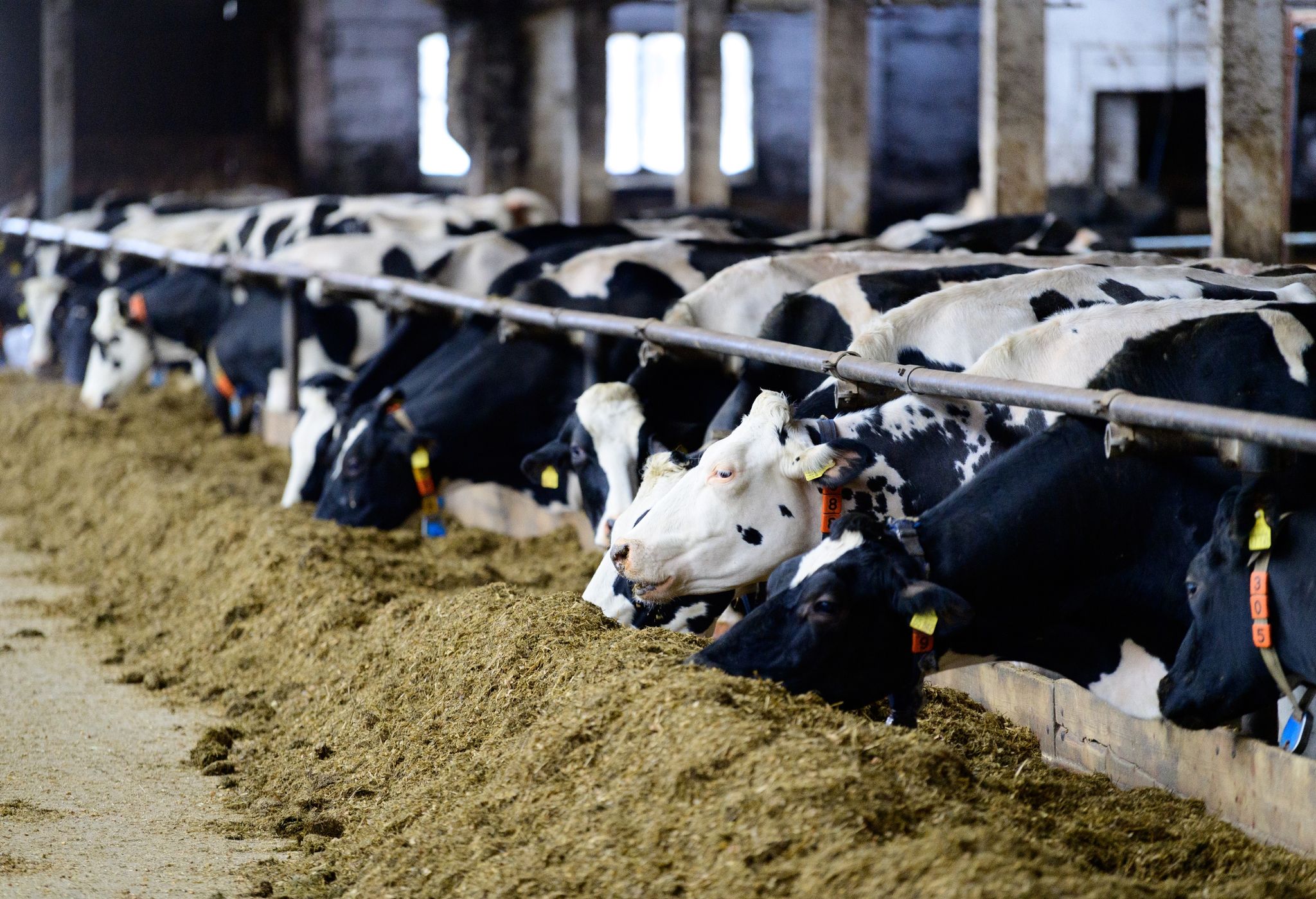 Teurer Diesel, teures Futter: Landwirte in der Zwickmühle