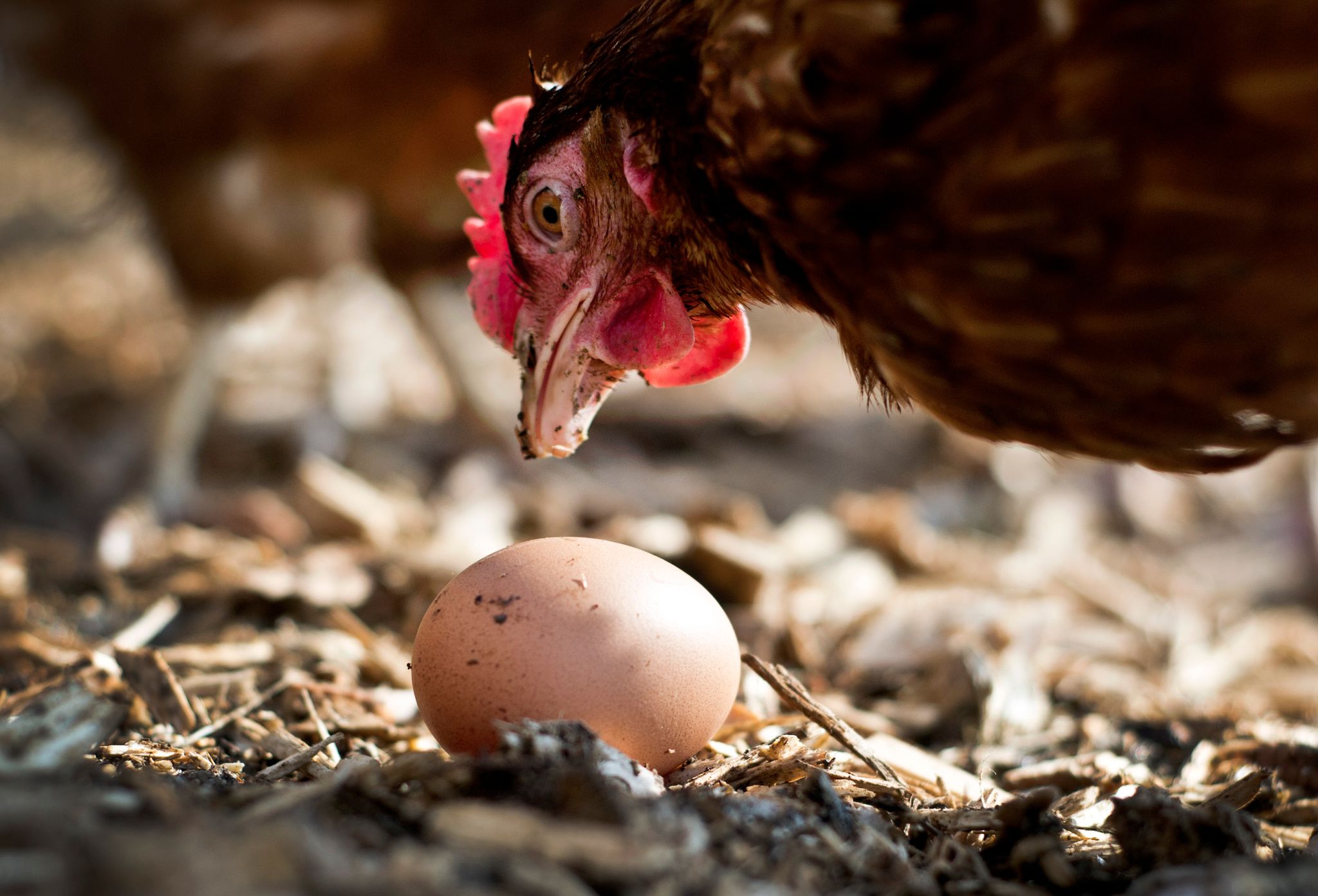 Fast jeden Tag ein Ei pro Huhn in Deutschland