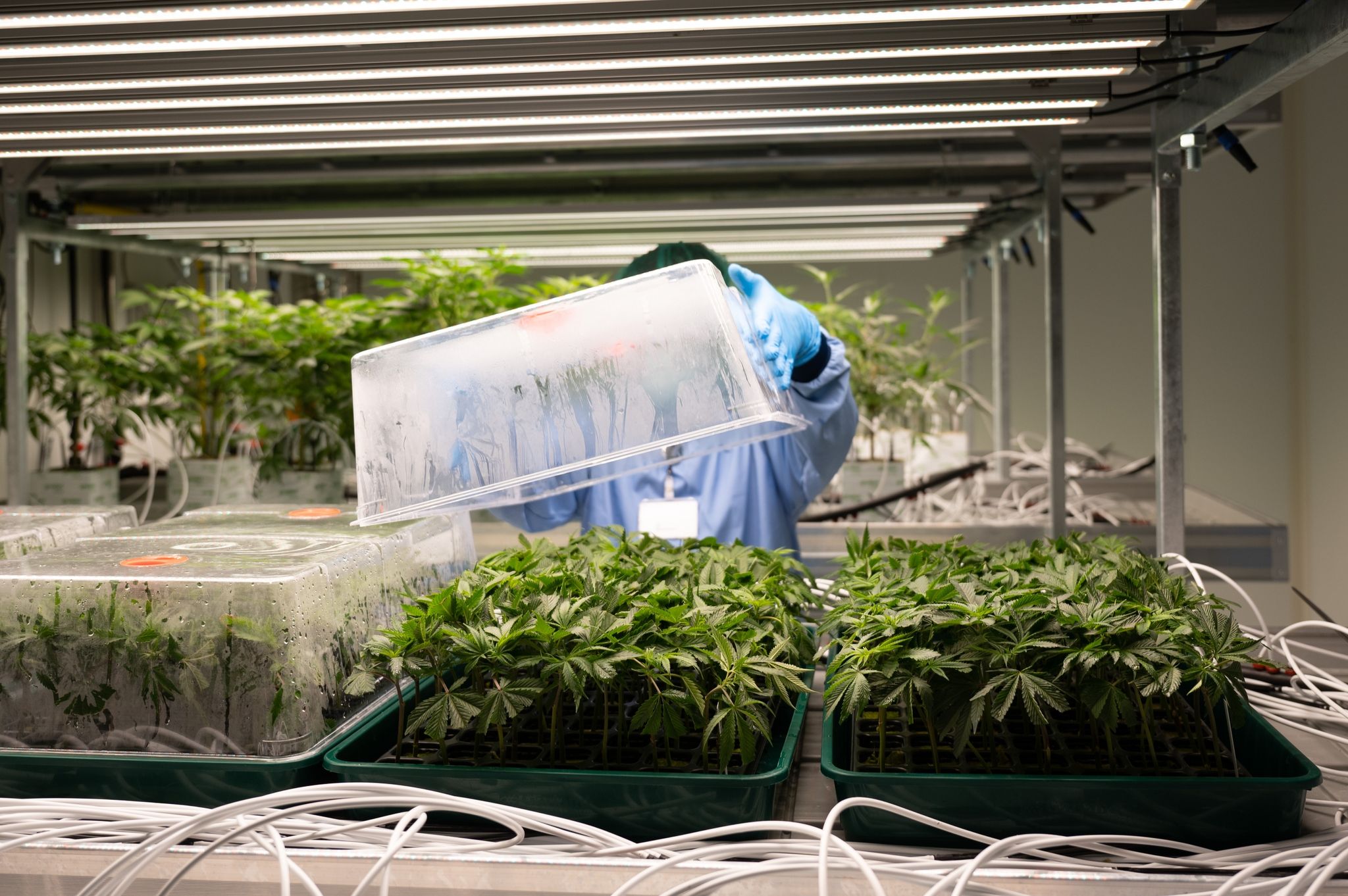 Deutsche Firma aus Sachsen liefert erstes Cannabis
